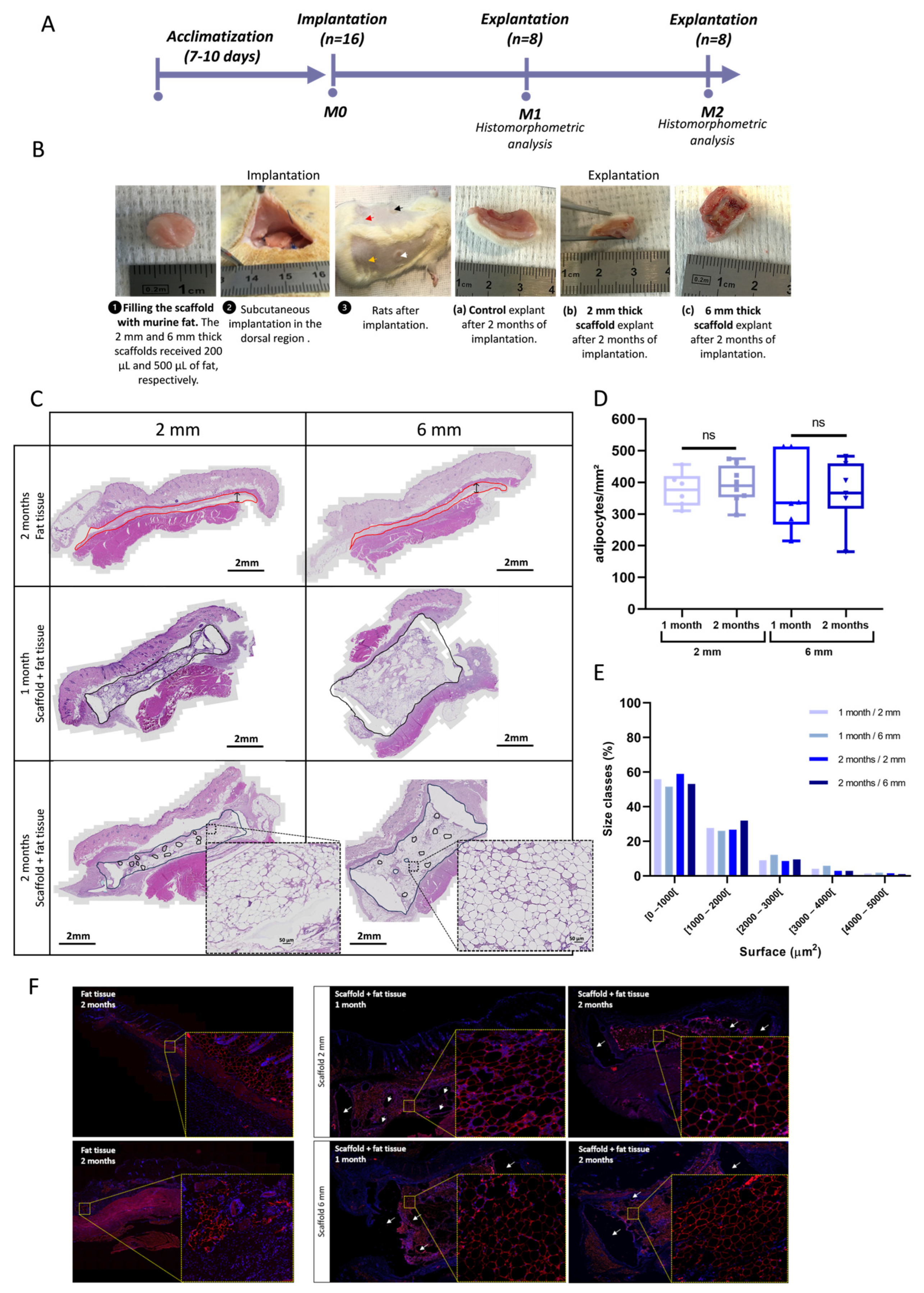 Biomedicines 11 03337 g007 Biomedicines 11 03337 g007