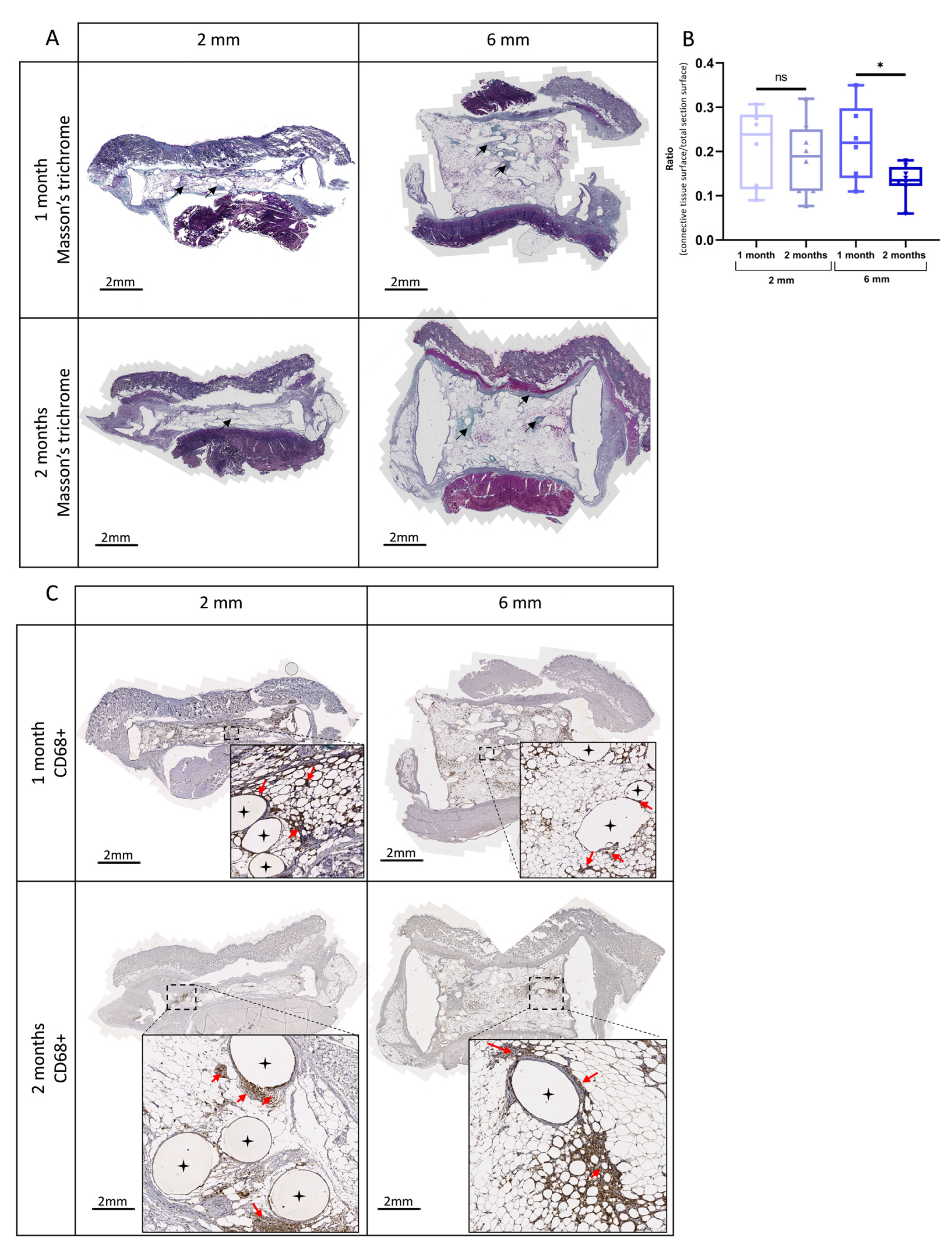 Biomedicines 11 03337 g008 Biomedicines 11 03337 g008