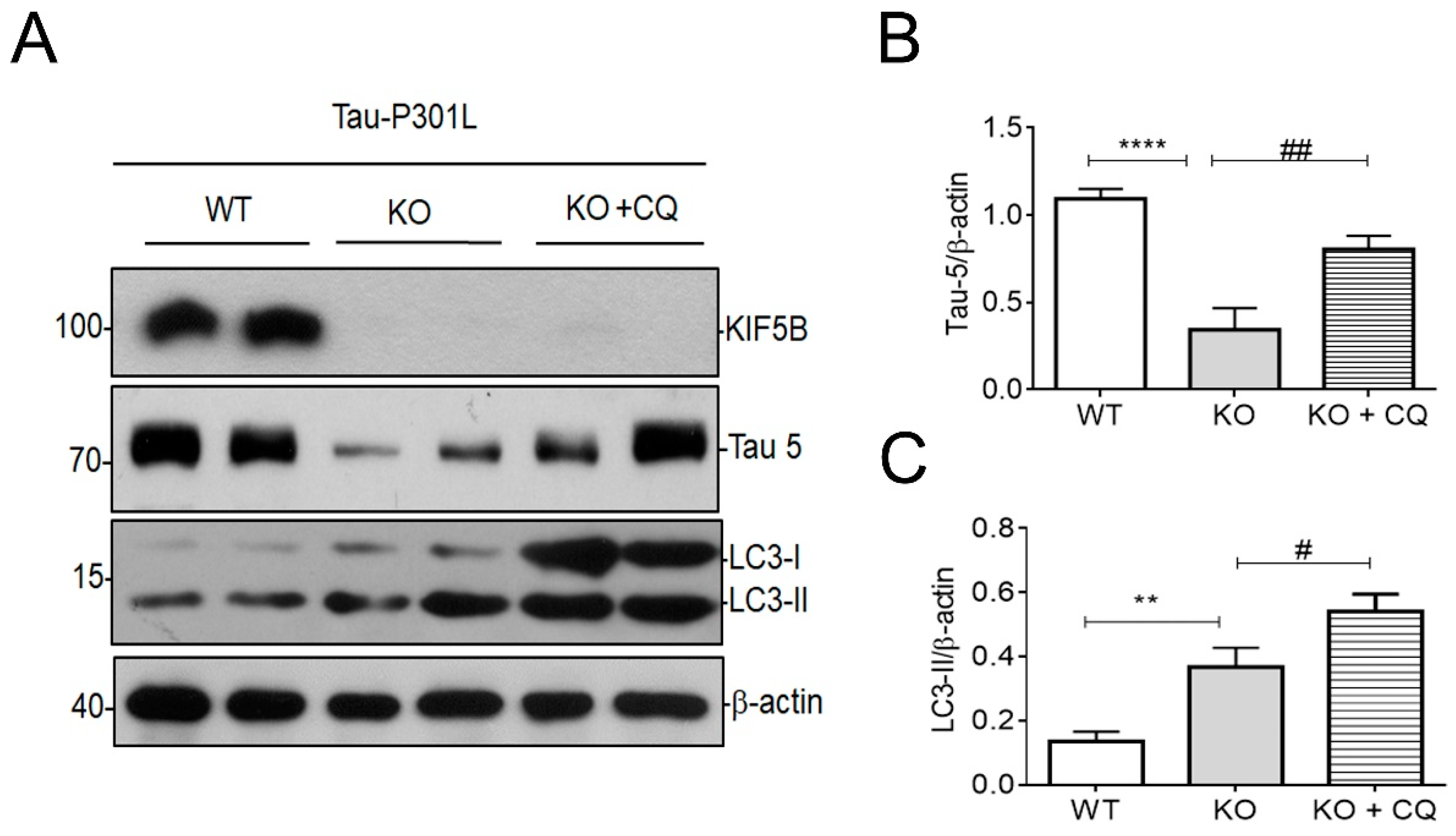 Biomedicines 12 00005 g005 Biomedicines 12 00005 g005