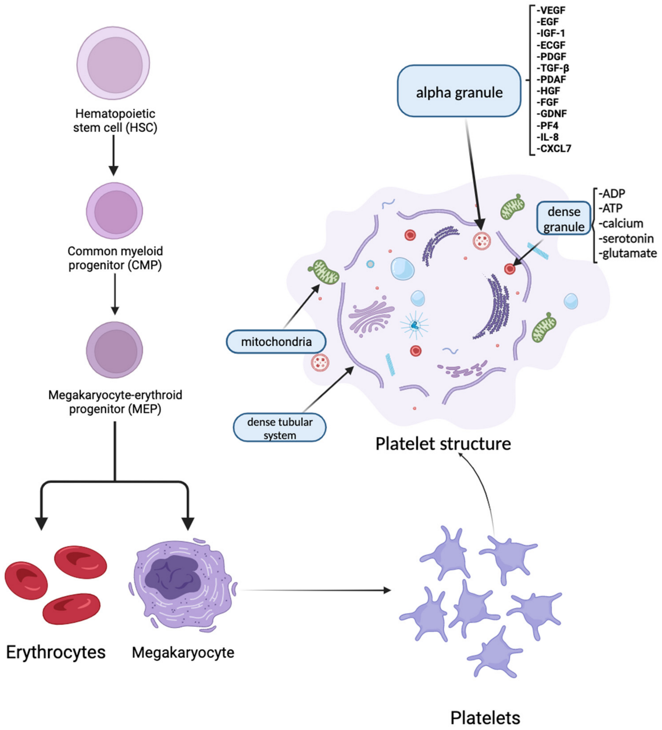 Biomedicines 12 00007 g001