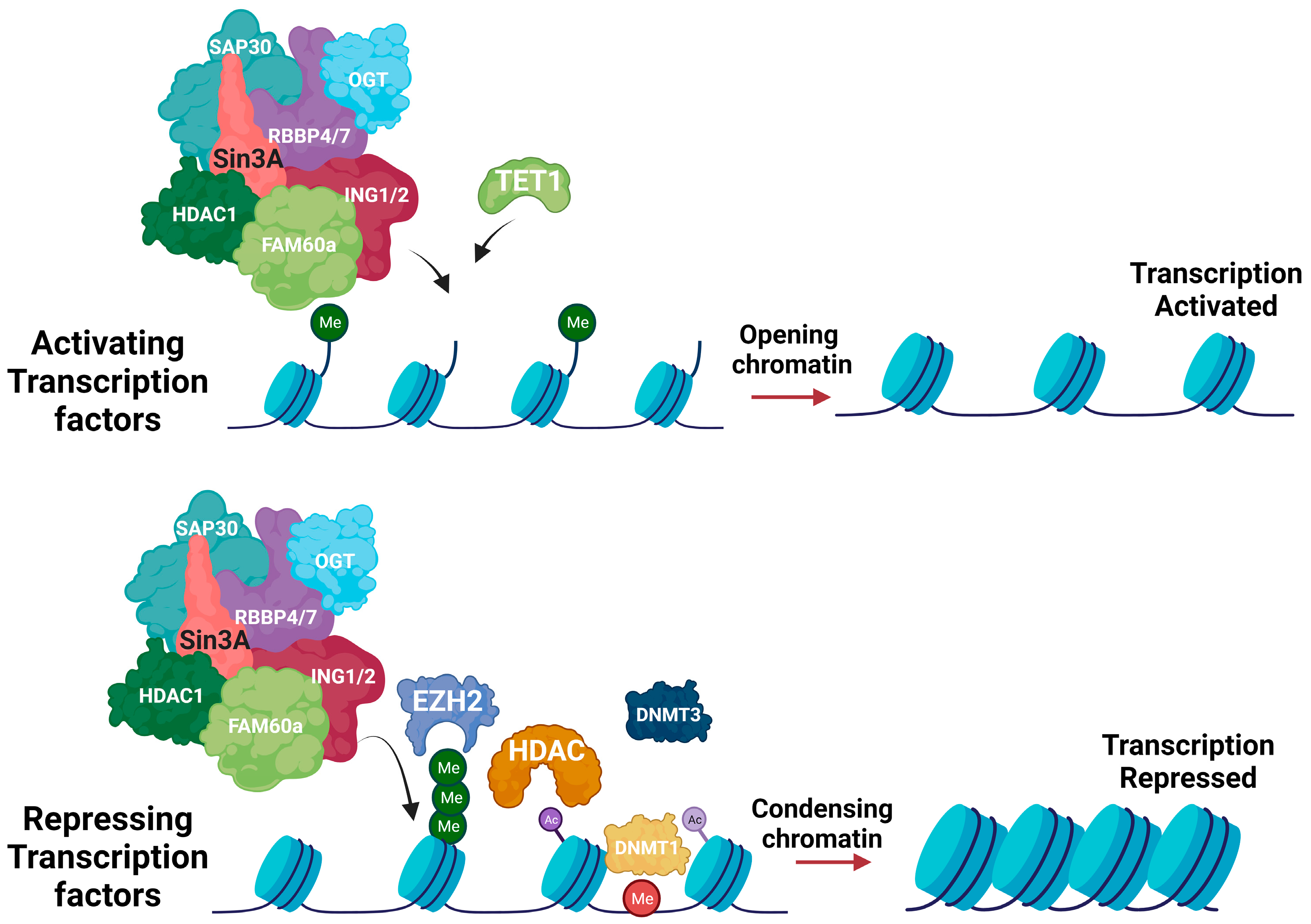 Biomedicines 12 00010 g002 Biomedicines 12 00010 g002