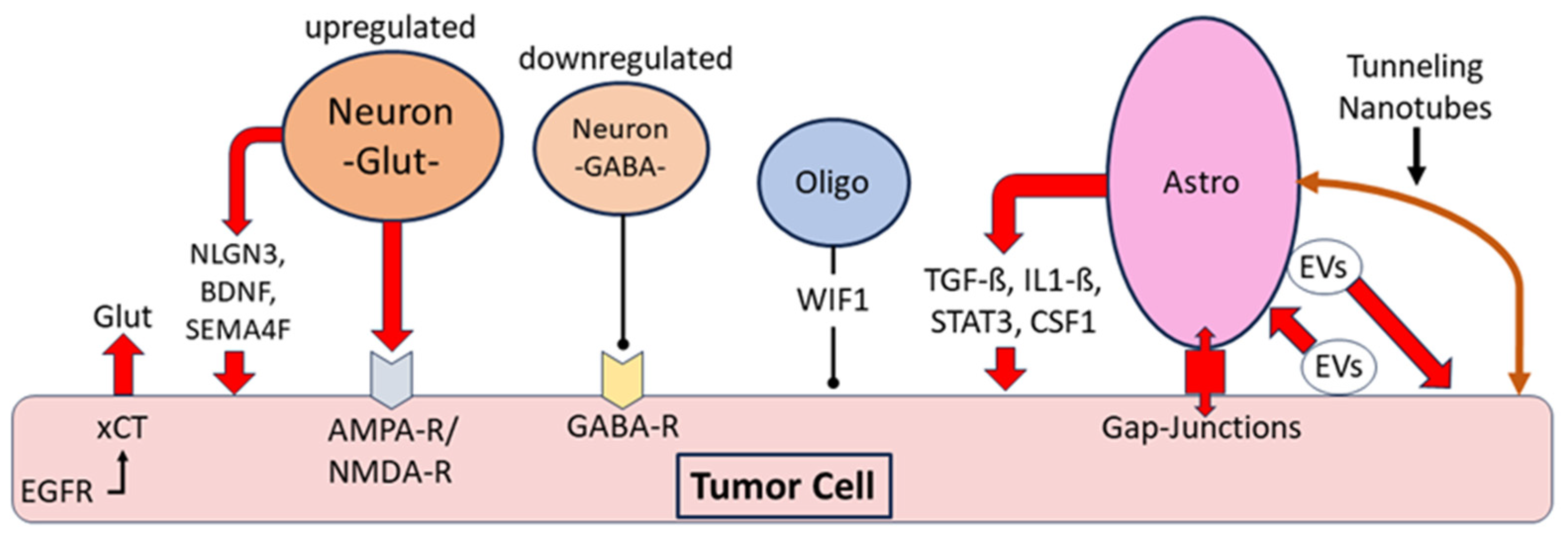 Biomedicines 12 00014 g004