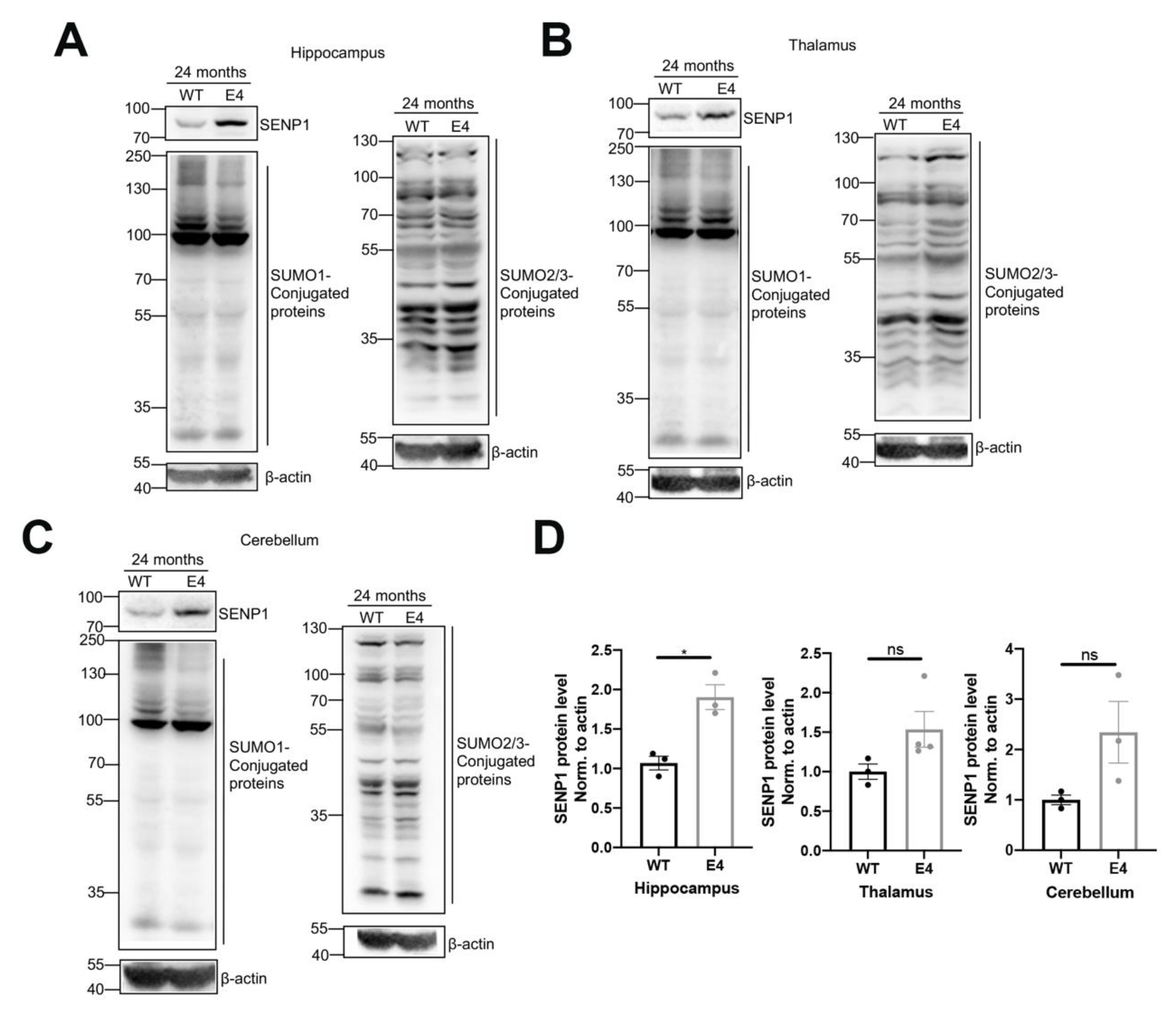 Biomedicines 12 00016 g004