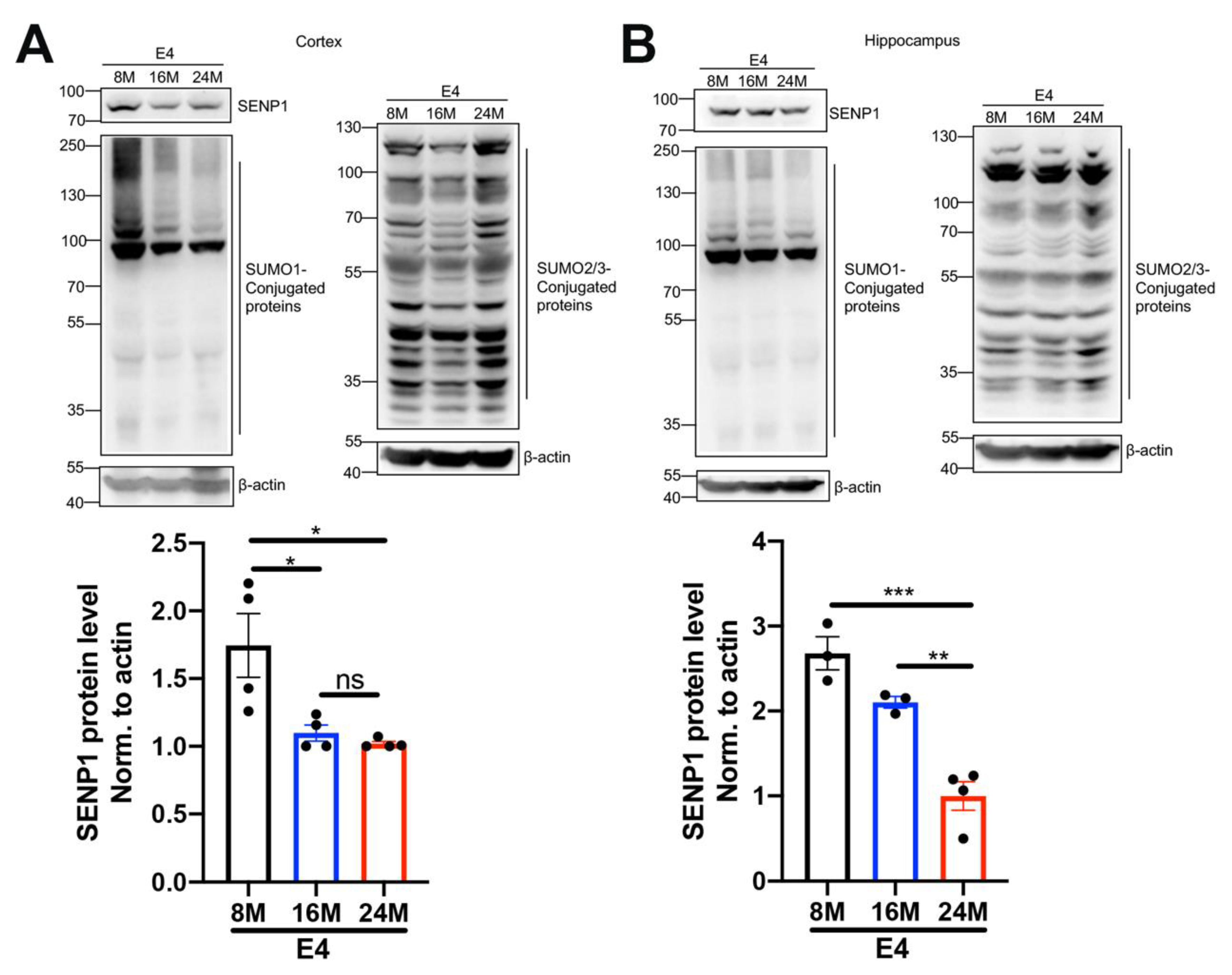 Biomedicines 12 00016 g005