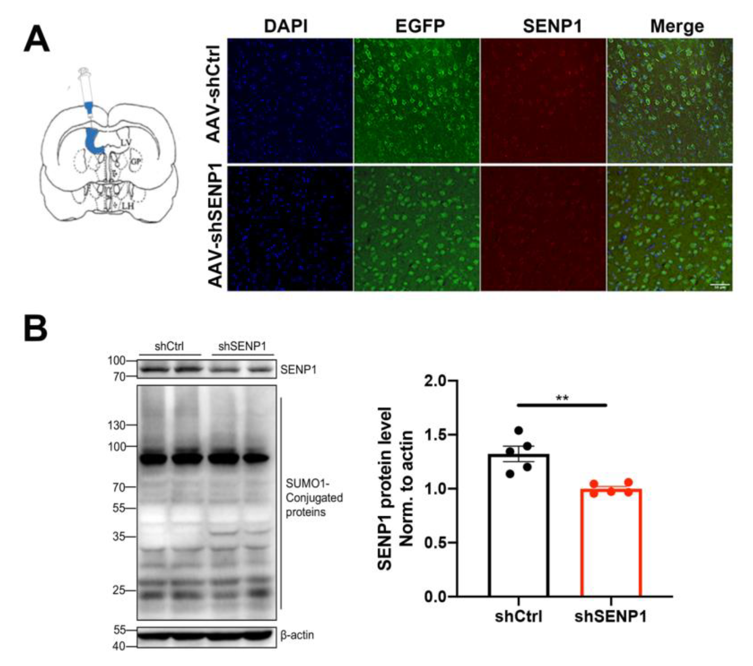 Biomedicines 12 00016 g007