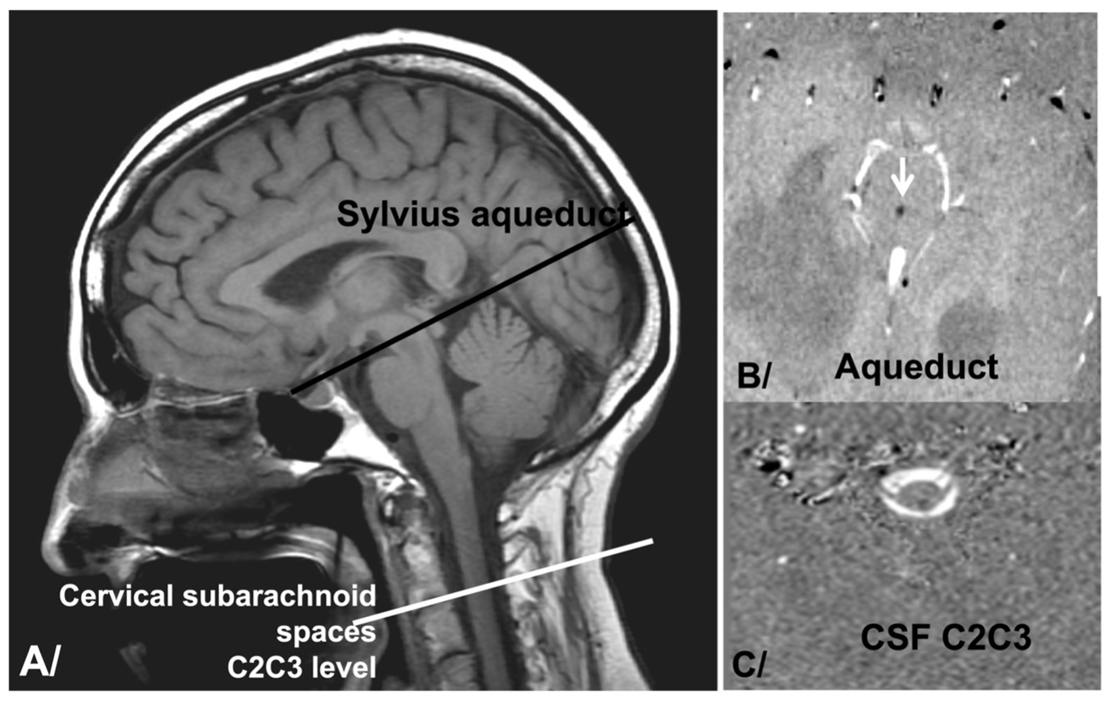 Biomedicines 12 00020 g001