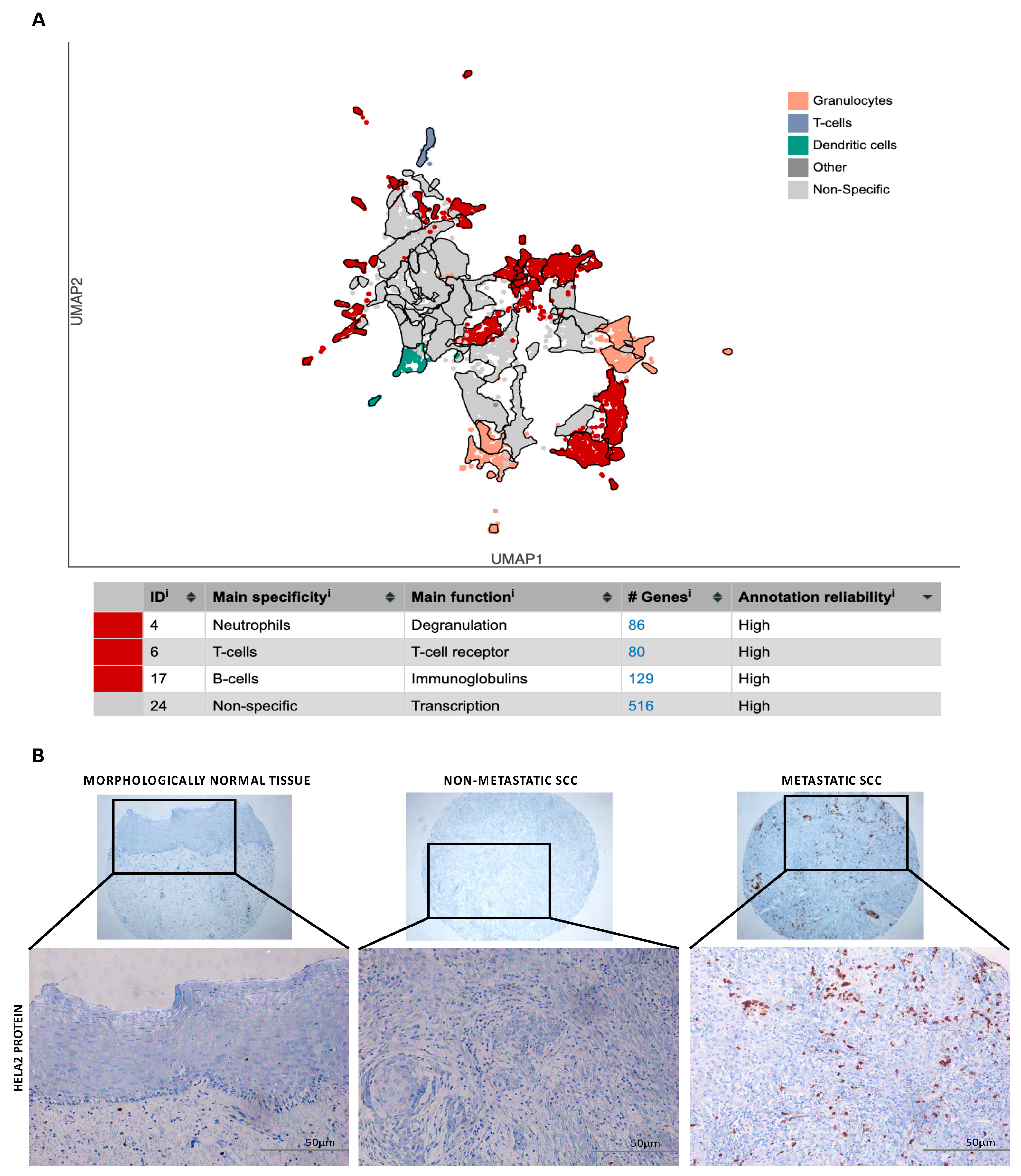 Biomedicines 12 00024 g004