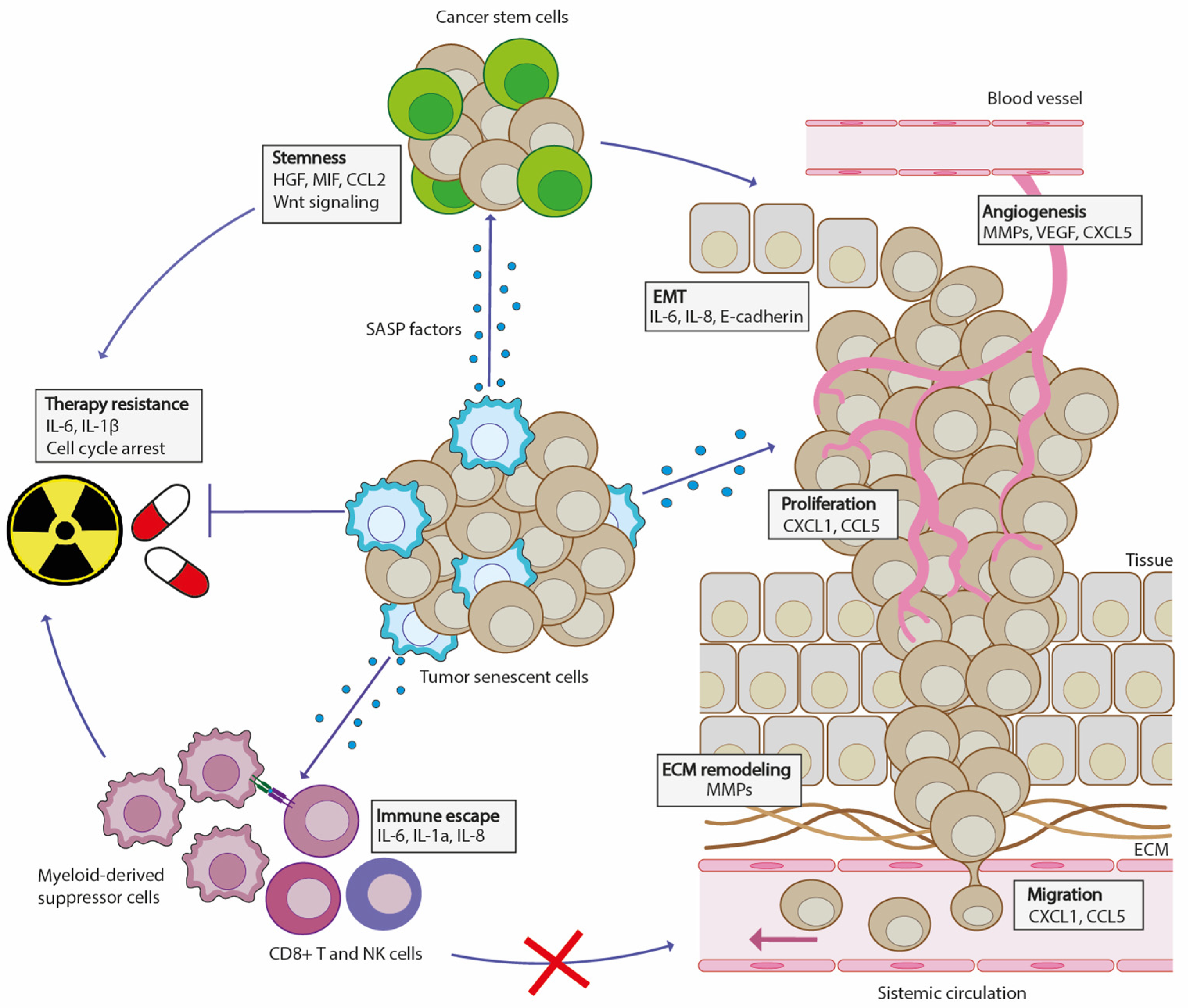 Biomedicines 12 00026 g002