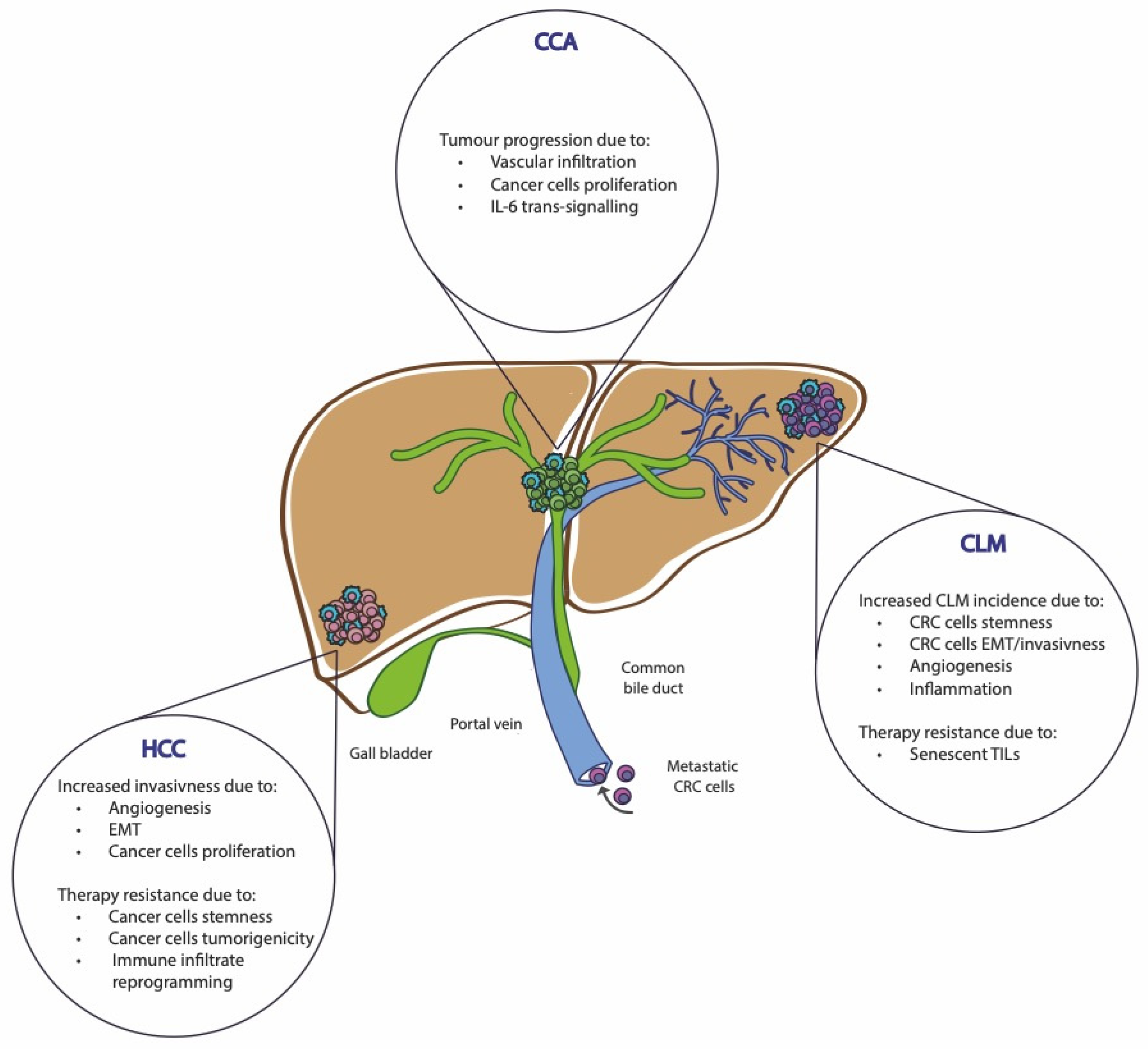 Biomedicines 12 00026 g003
