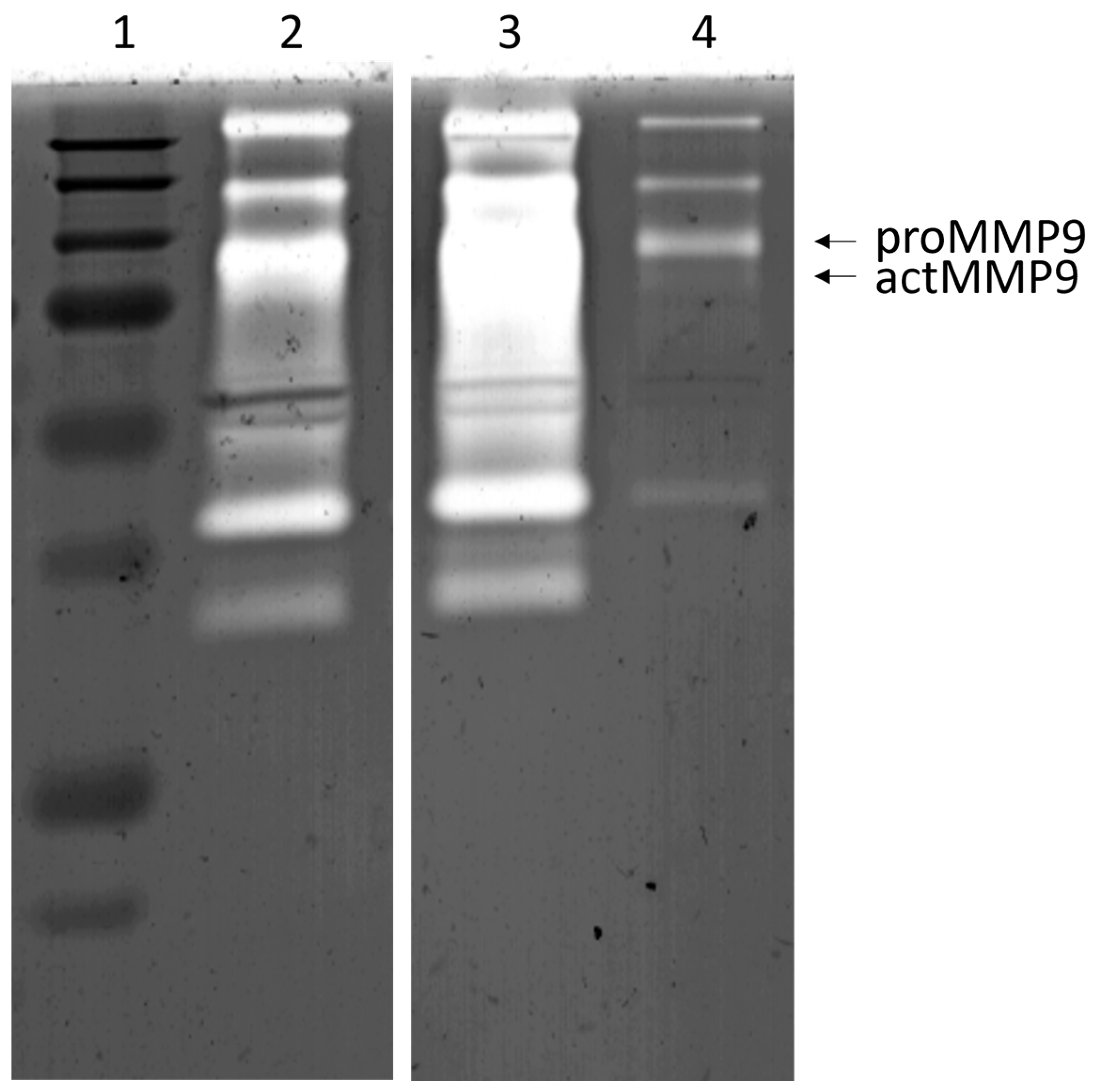 Biomedicines 12 00027 g004
