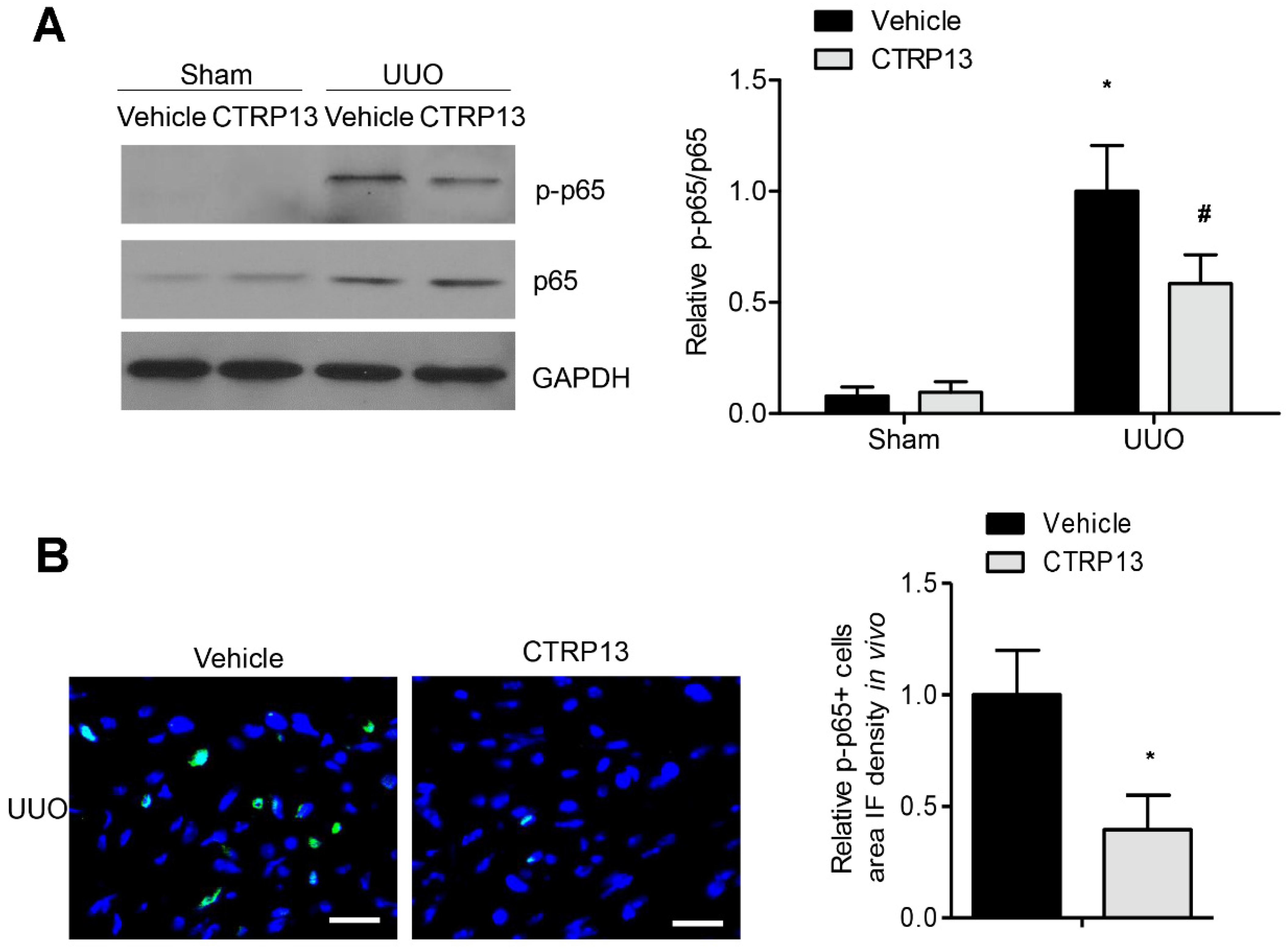 Biomedicines 12 00051 g007