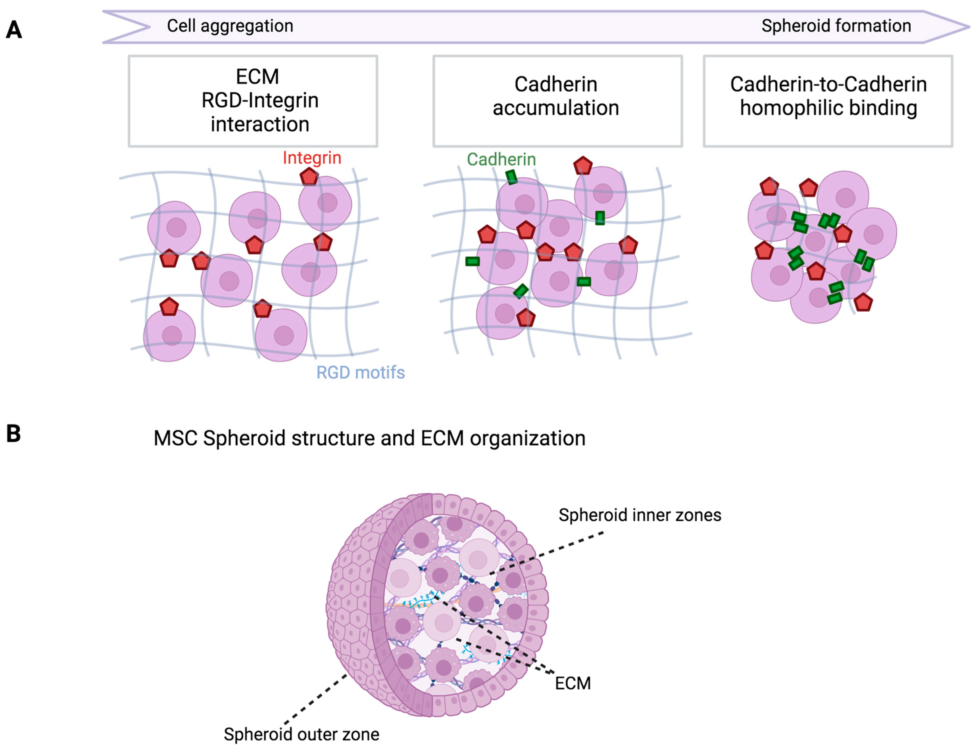 Biomedicines 12 00052 g001
