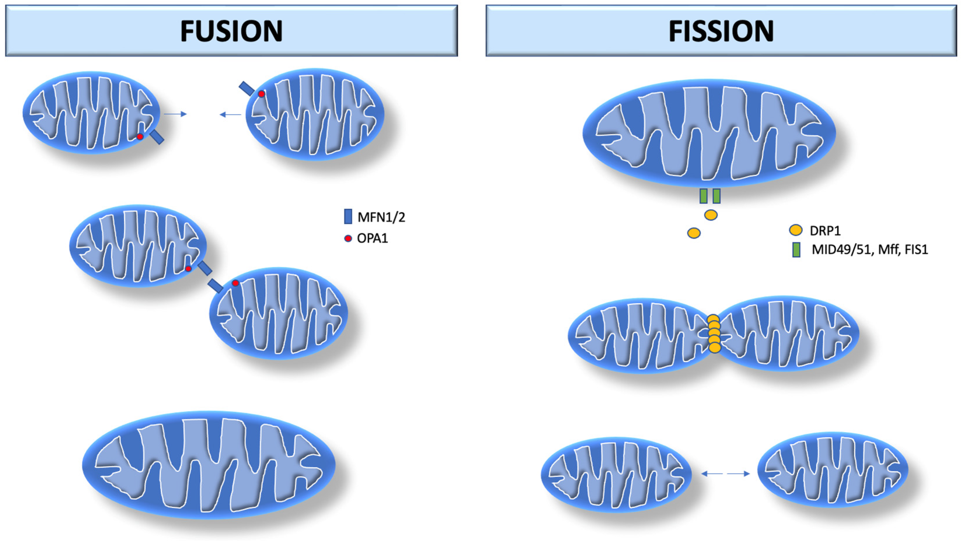 Biomedicines 12 00053 g001