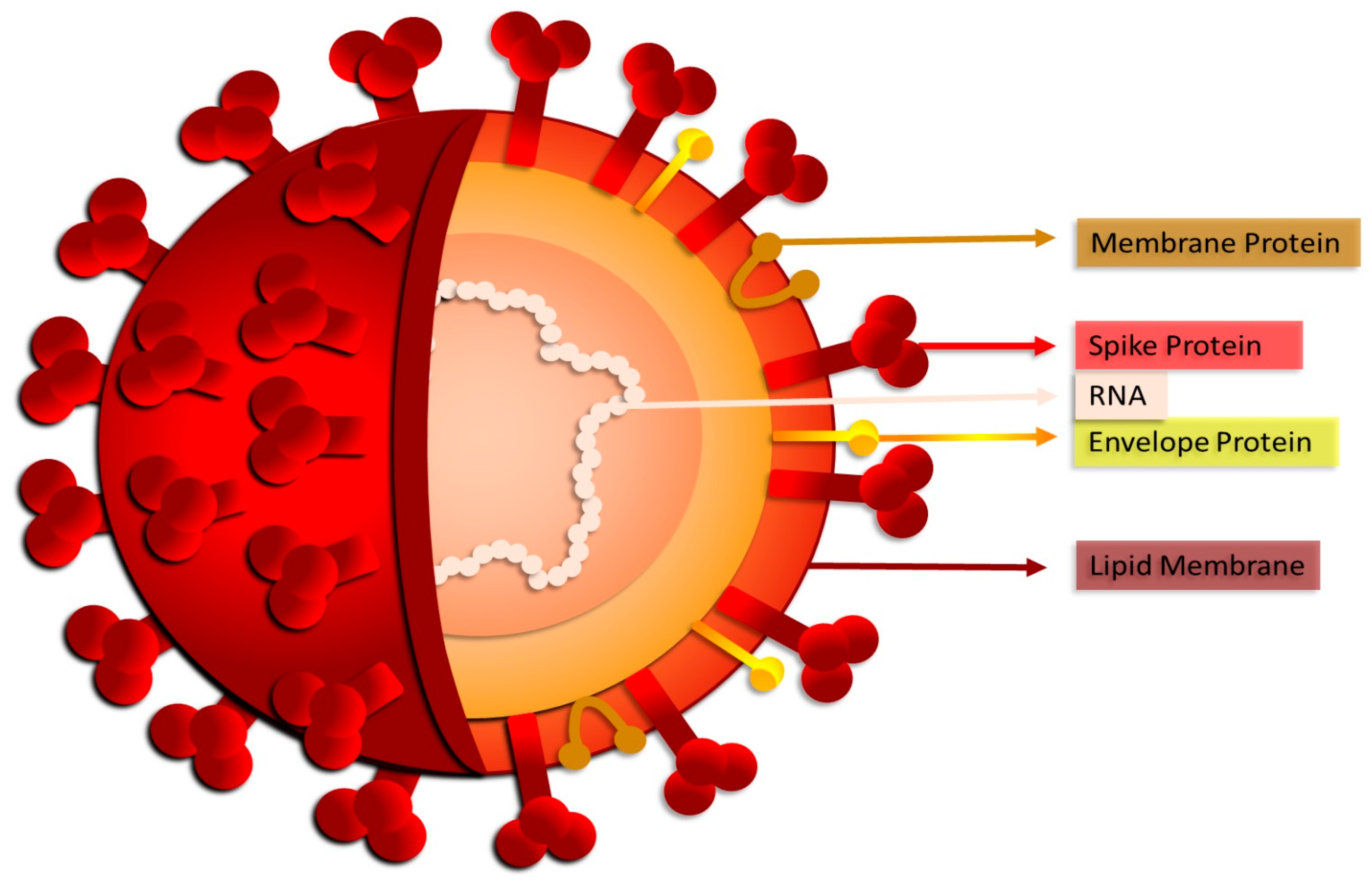 Biomedicines 12 00060 g001