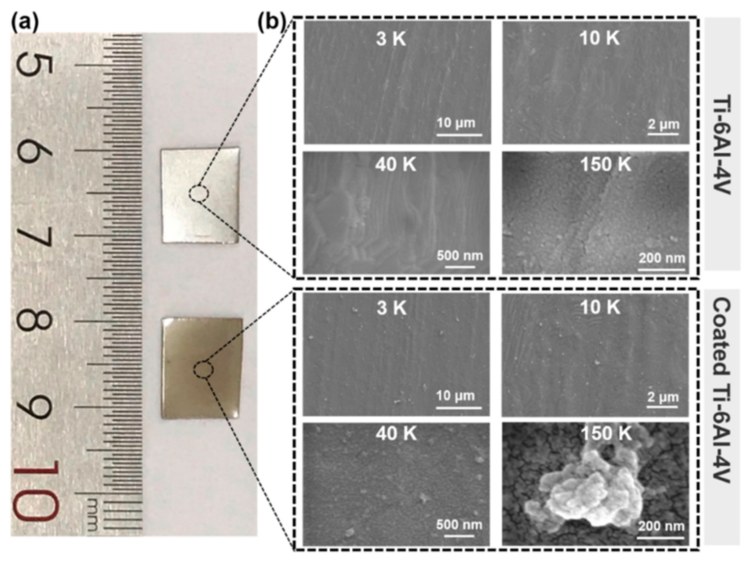 Biomedicines 12 00070 g002 Biomedicines 12 00070 g002