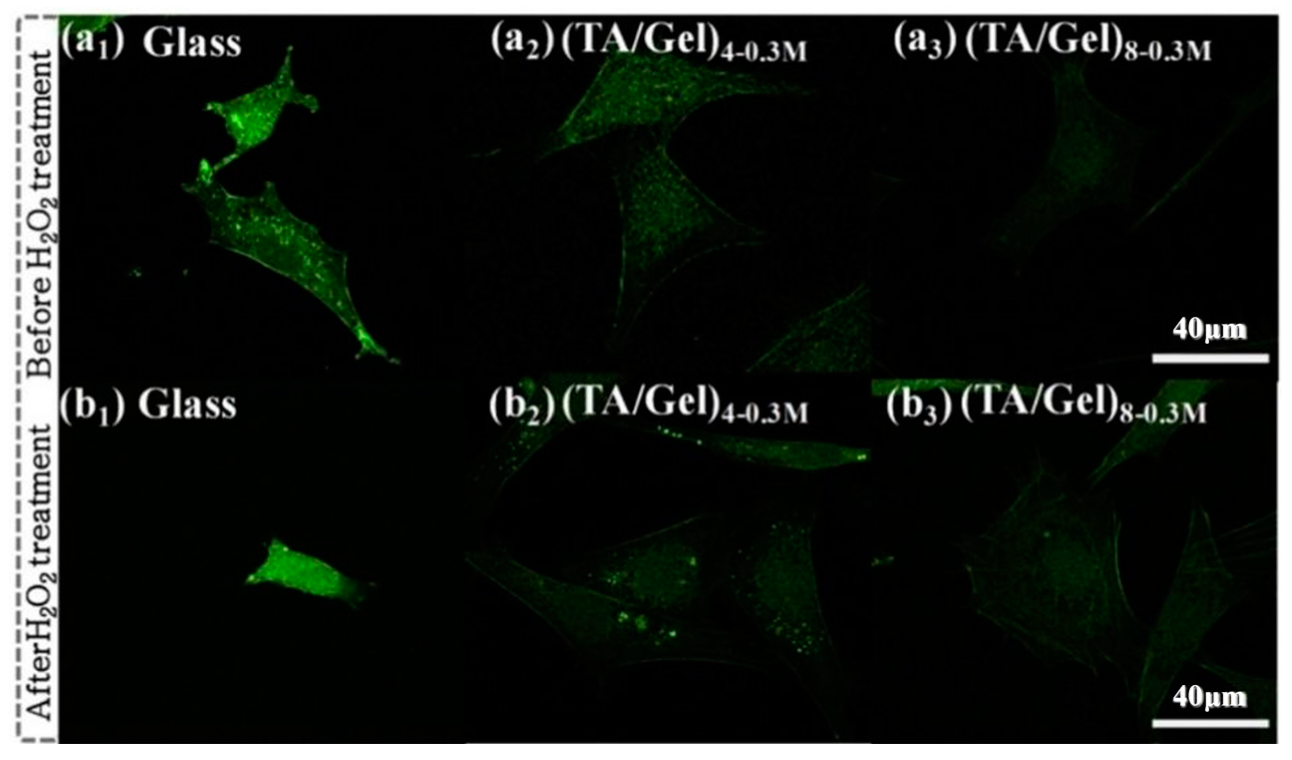 Biomedicines 12 00070 g010 Biomedicines 12 00070 g010