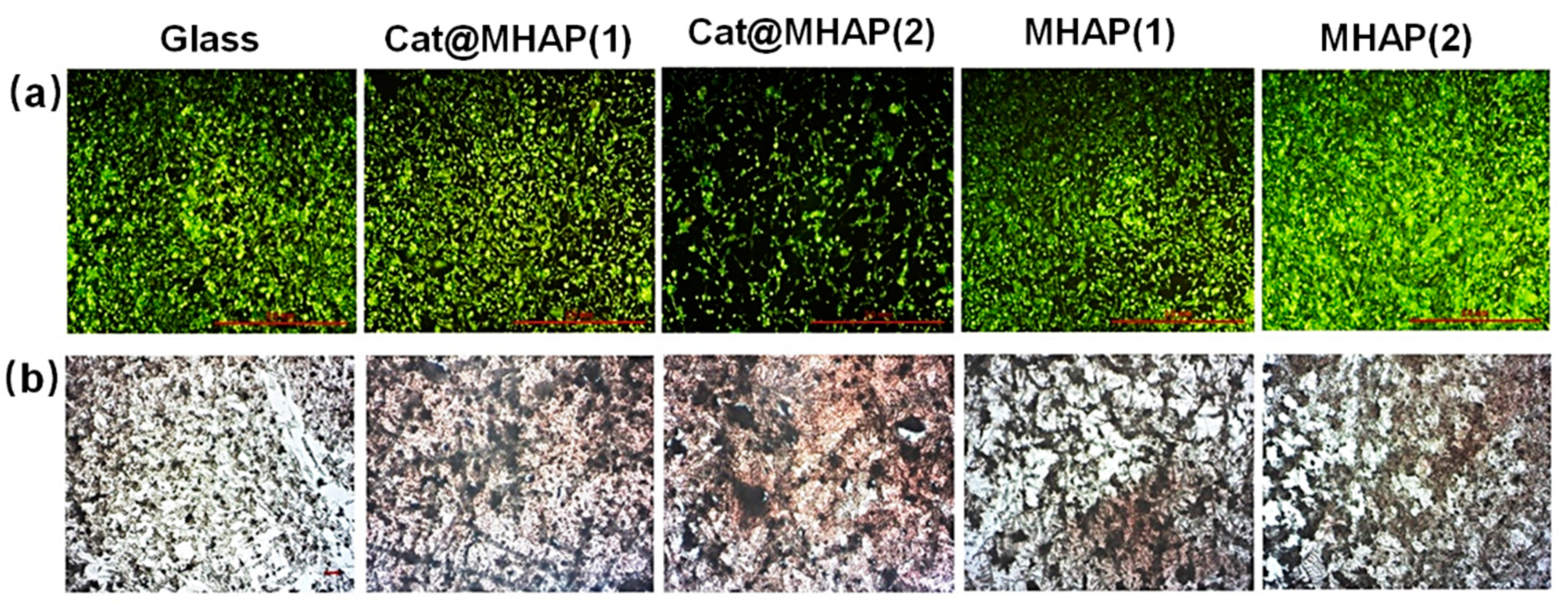 Biomedicines 12 00070 g011 Biomedicines 12 00070 g011