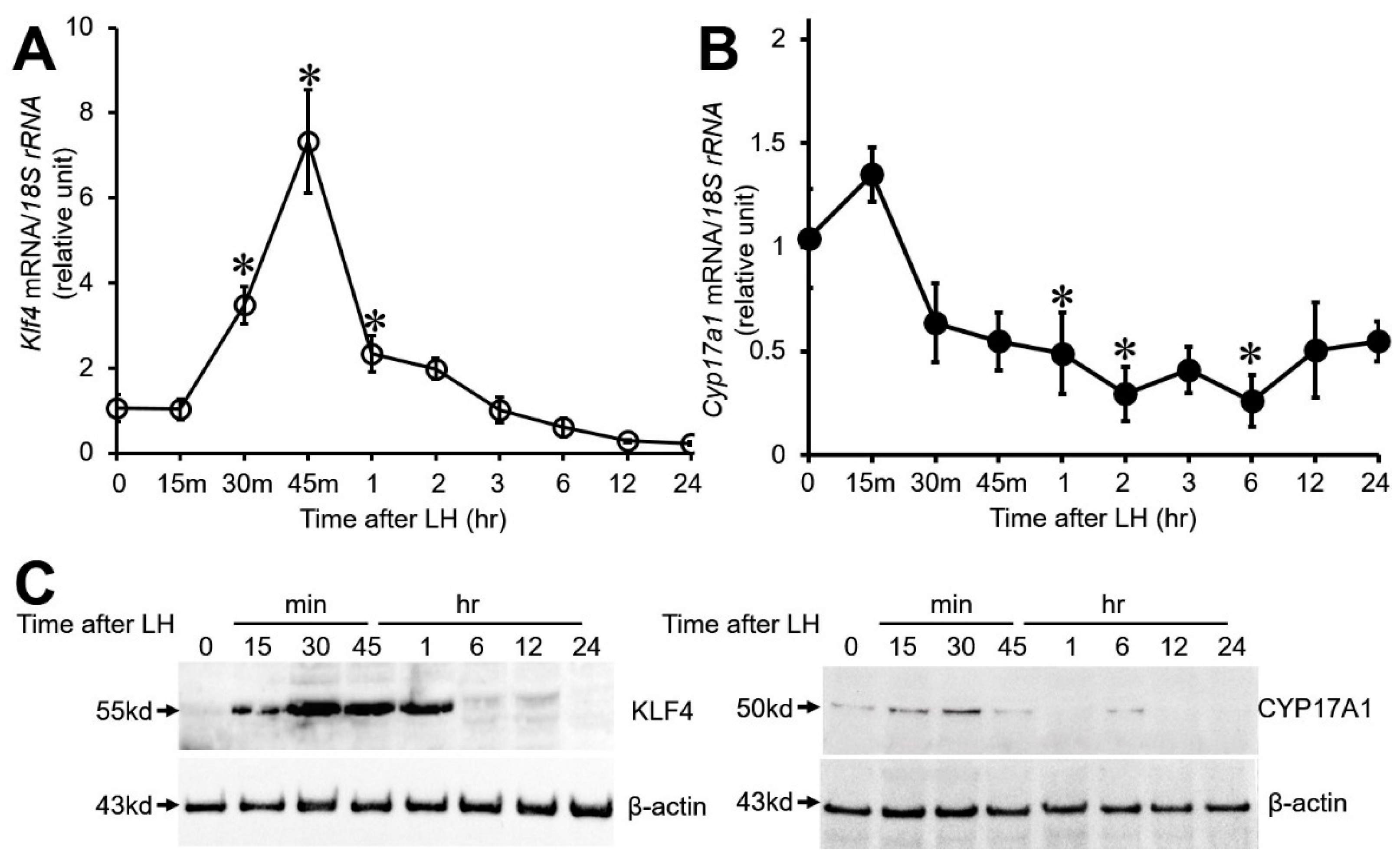 Biomedicines 12 00071 g001
