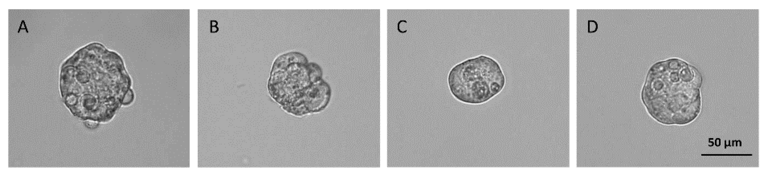 Biomedicines 12 00087 g001 Biomedicines 12 00087 g001