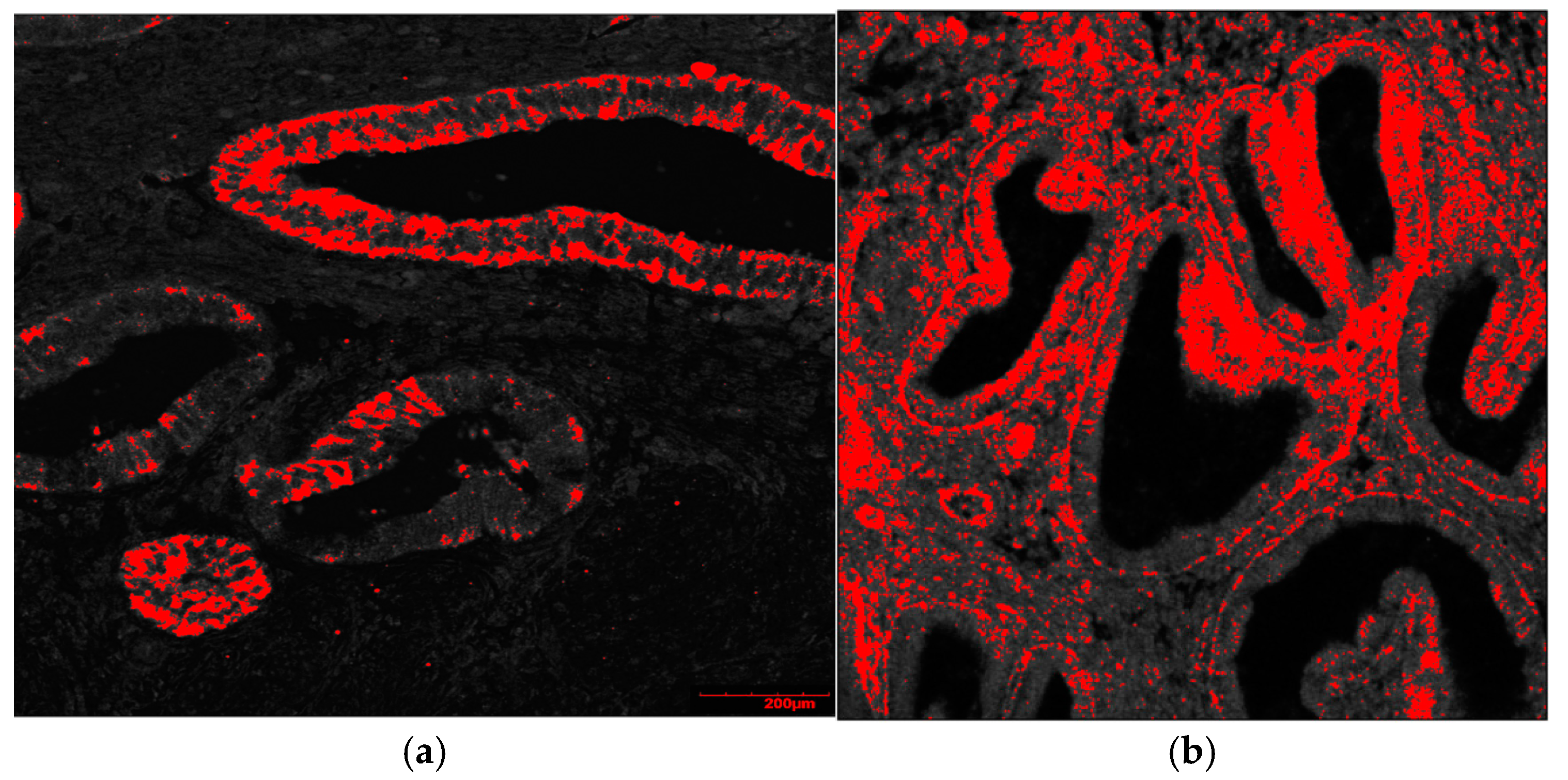 Biomedicines 12 00094 g001