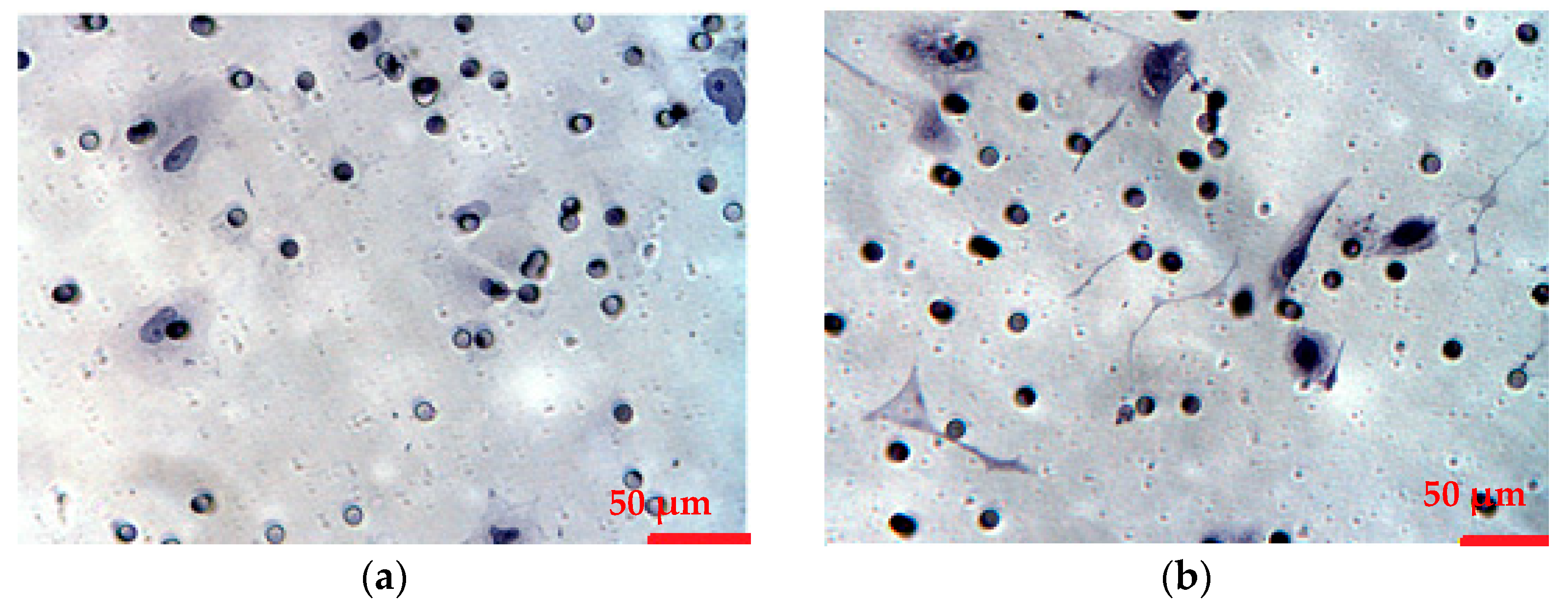 Biomedicines 12 00094 g005
