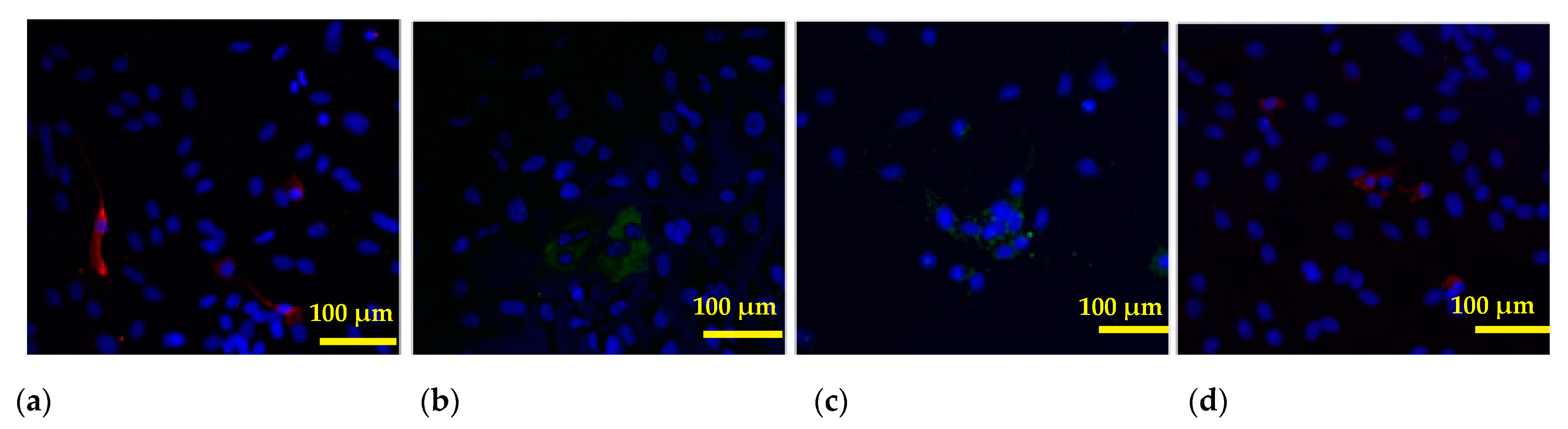 Biomedicines 12 00094 g006