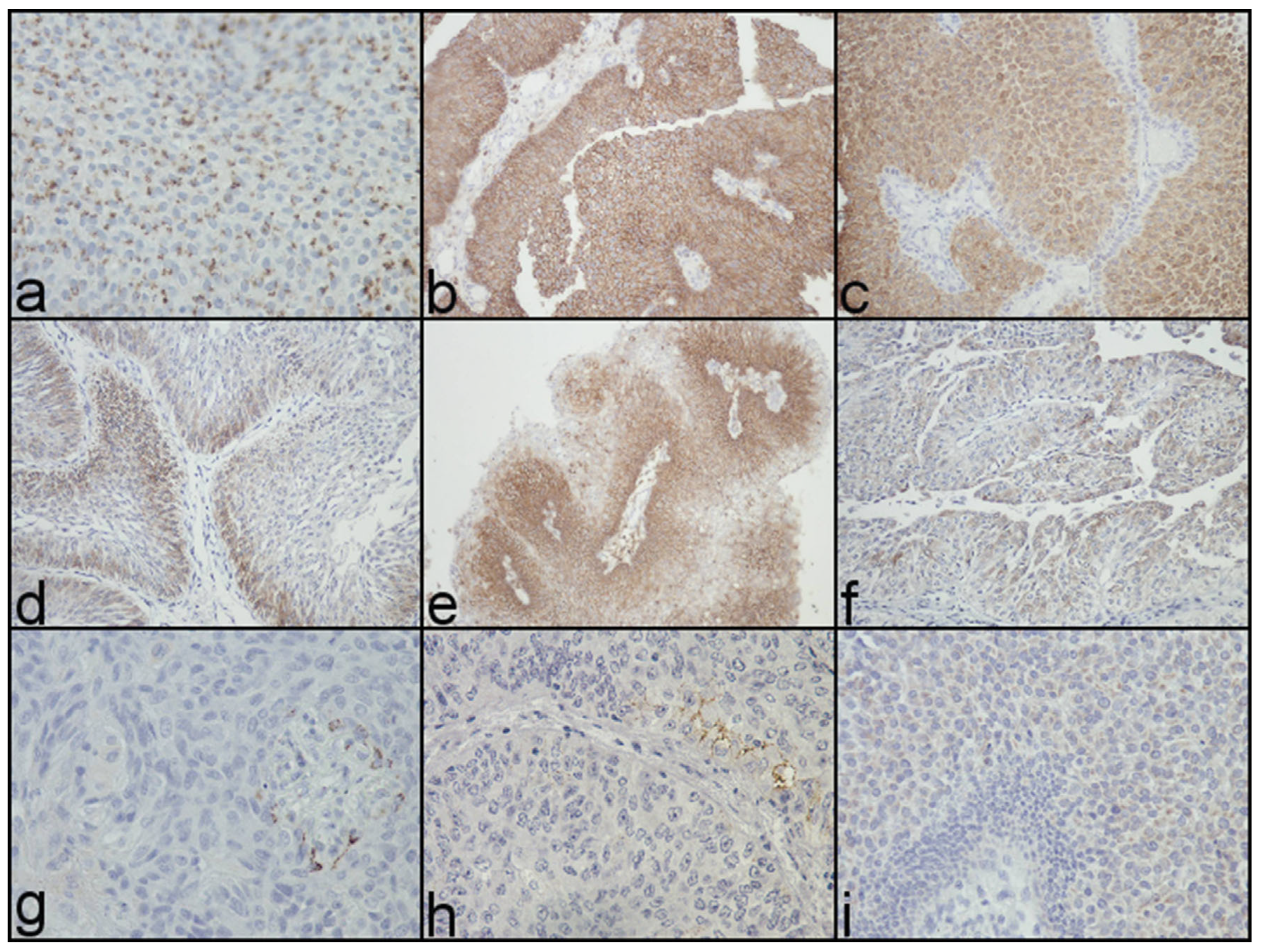 Biomedicines 12 00095 g001