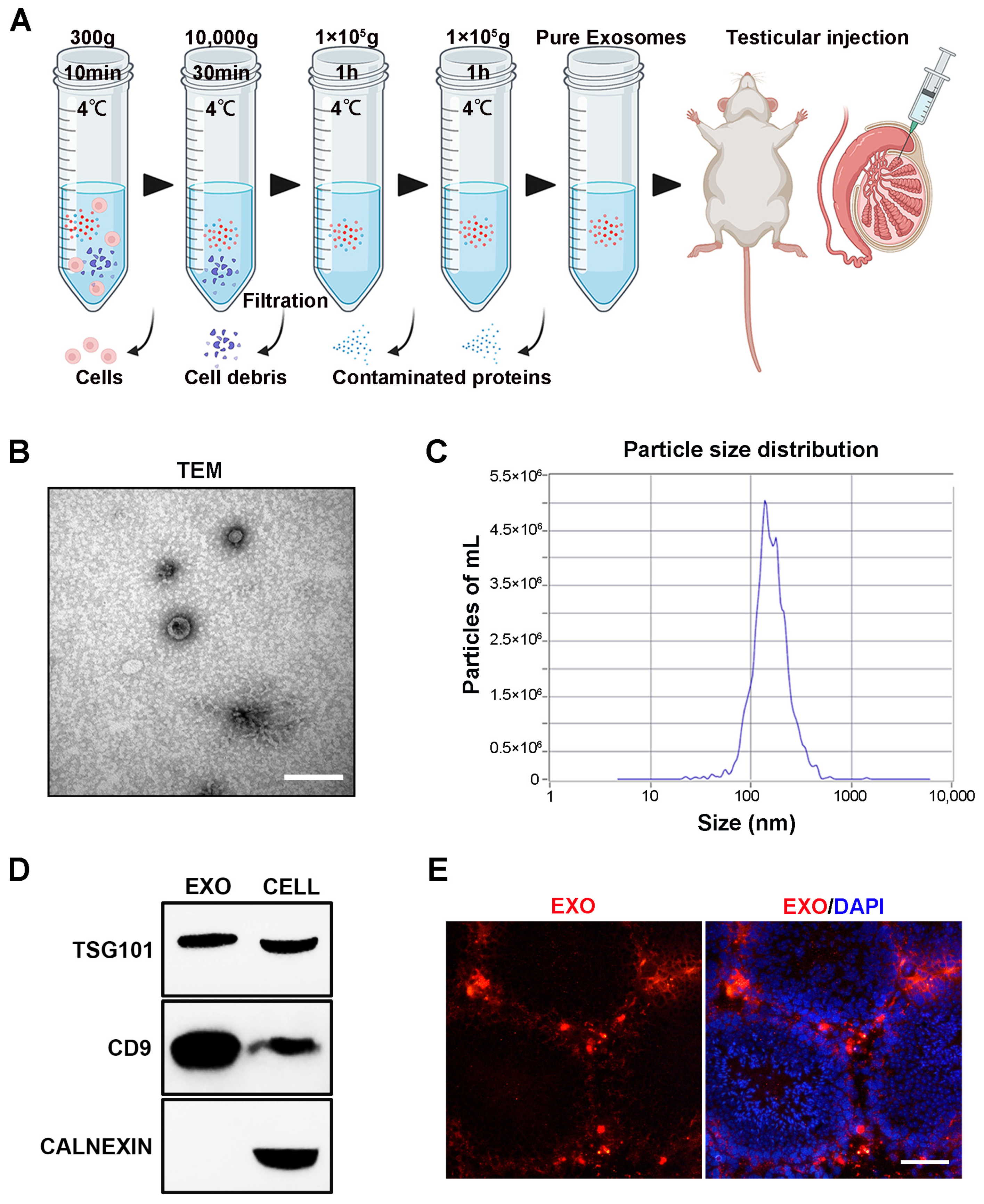 Biomedicines 12 00098 g001 Biomedicines 12 00098 g001