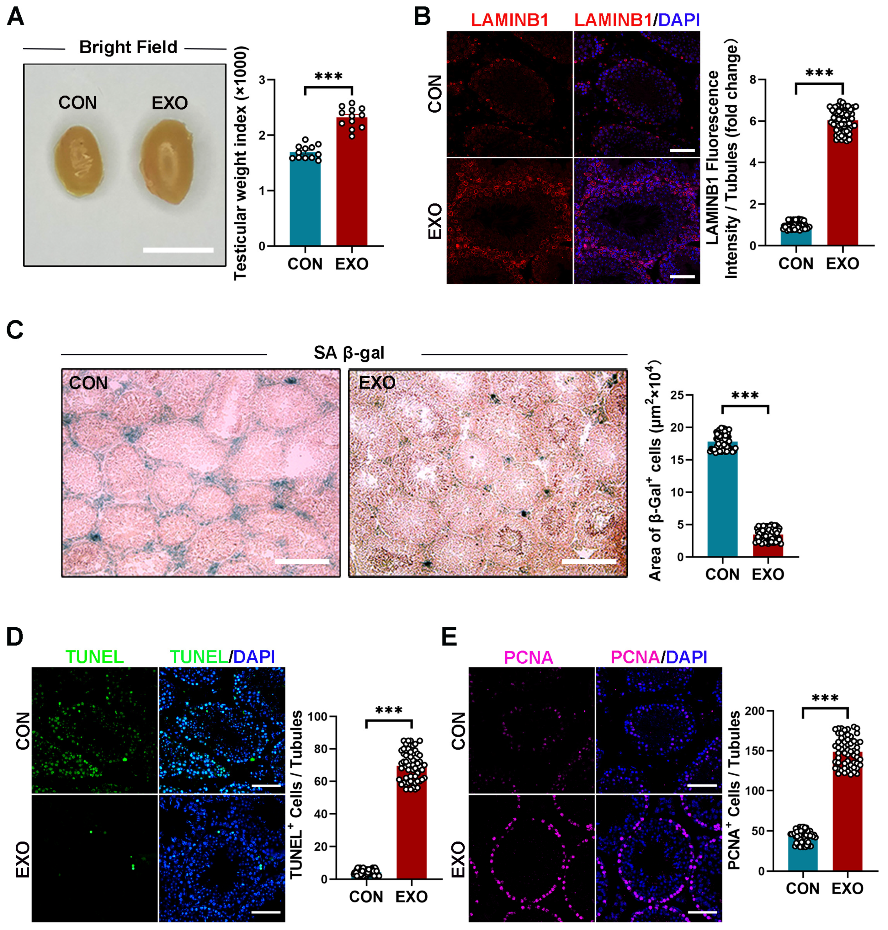 Biomedicines 12 00098 g002 Biomedicines 12 00098 g002