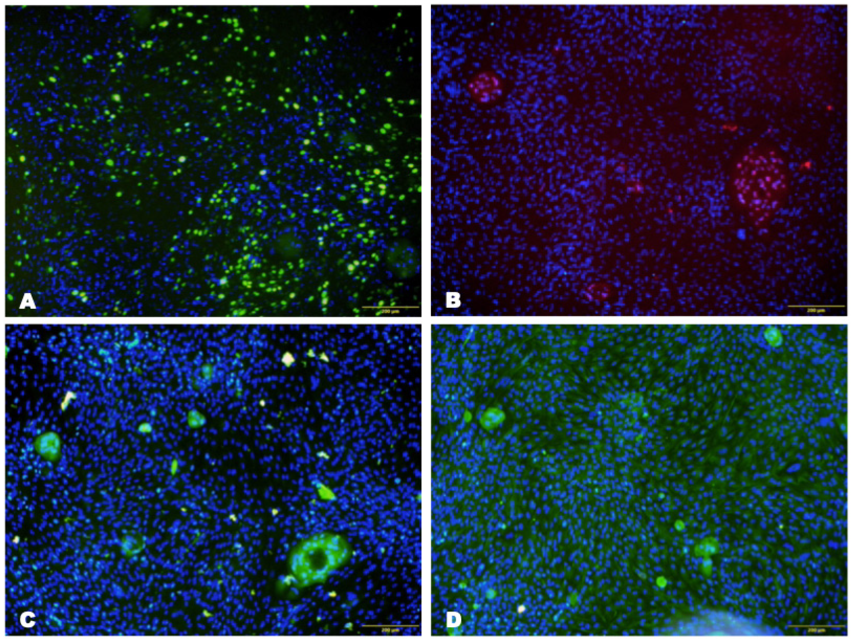 Biomedicines 12 00101 g002