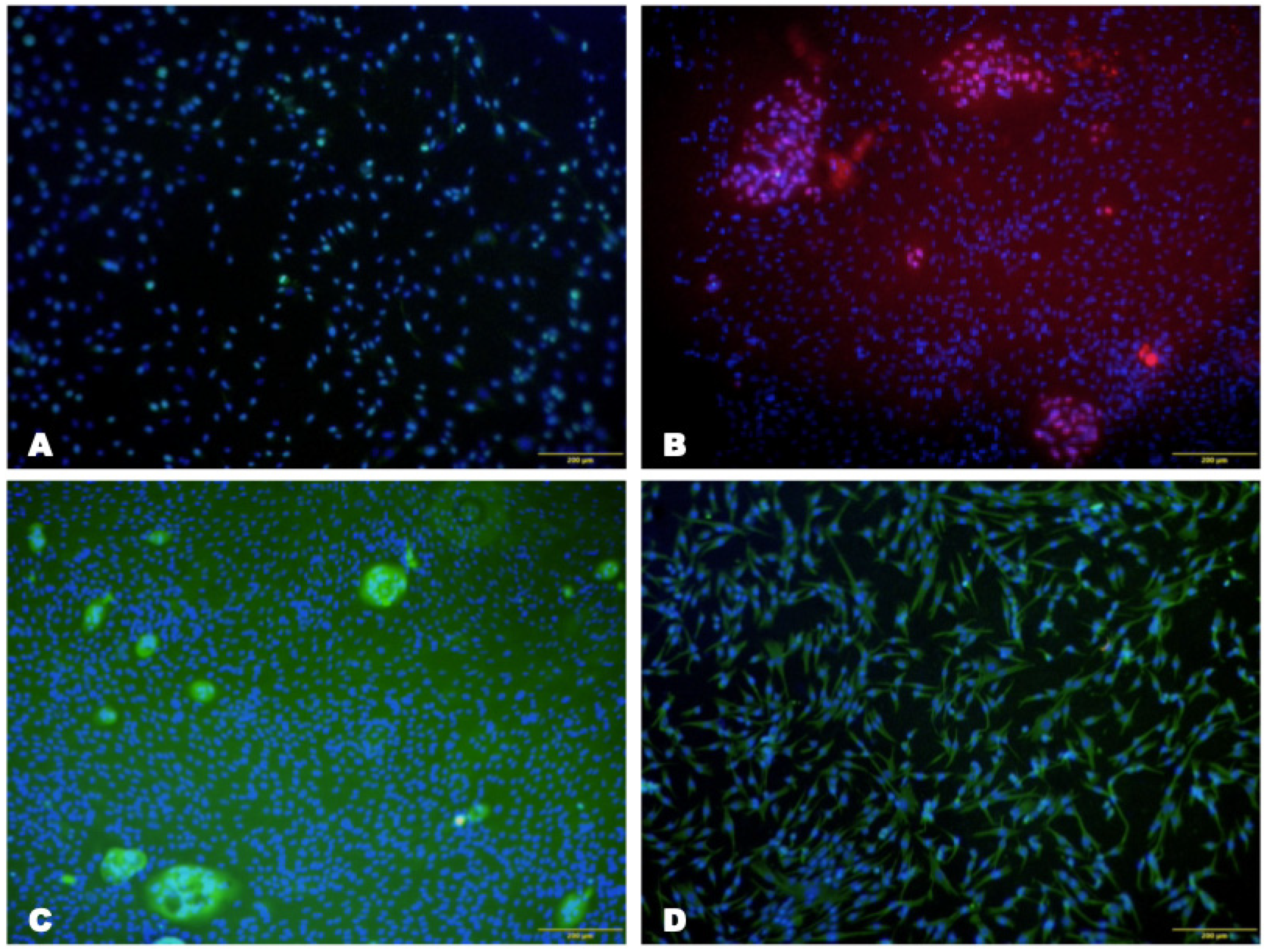 Biomedicines 12 00101 g004