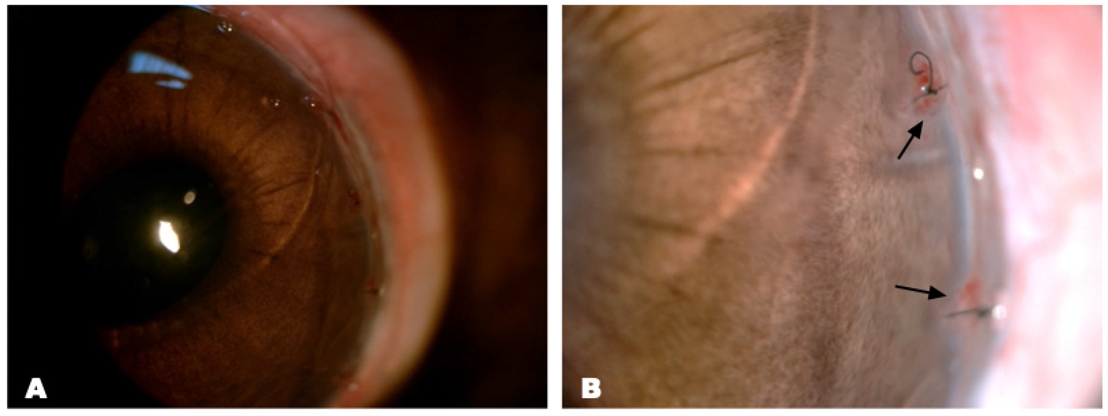 Biomedicines 12 00101 g005