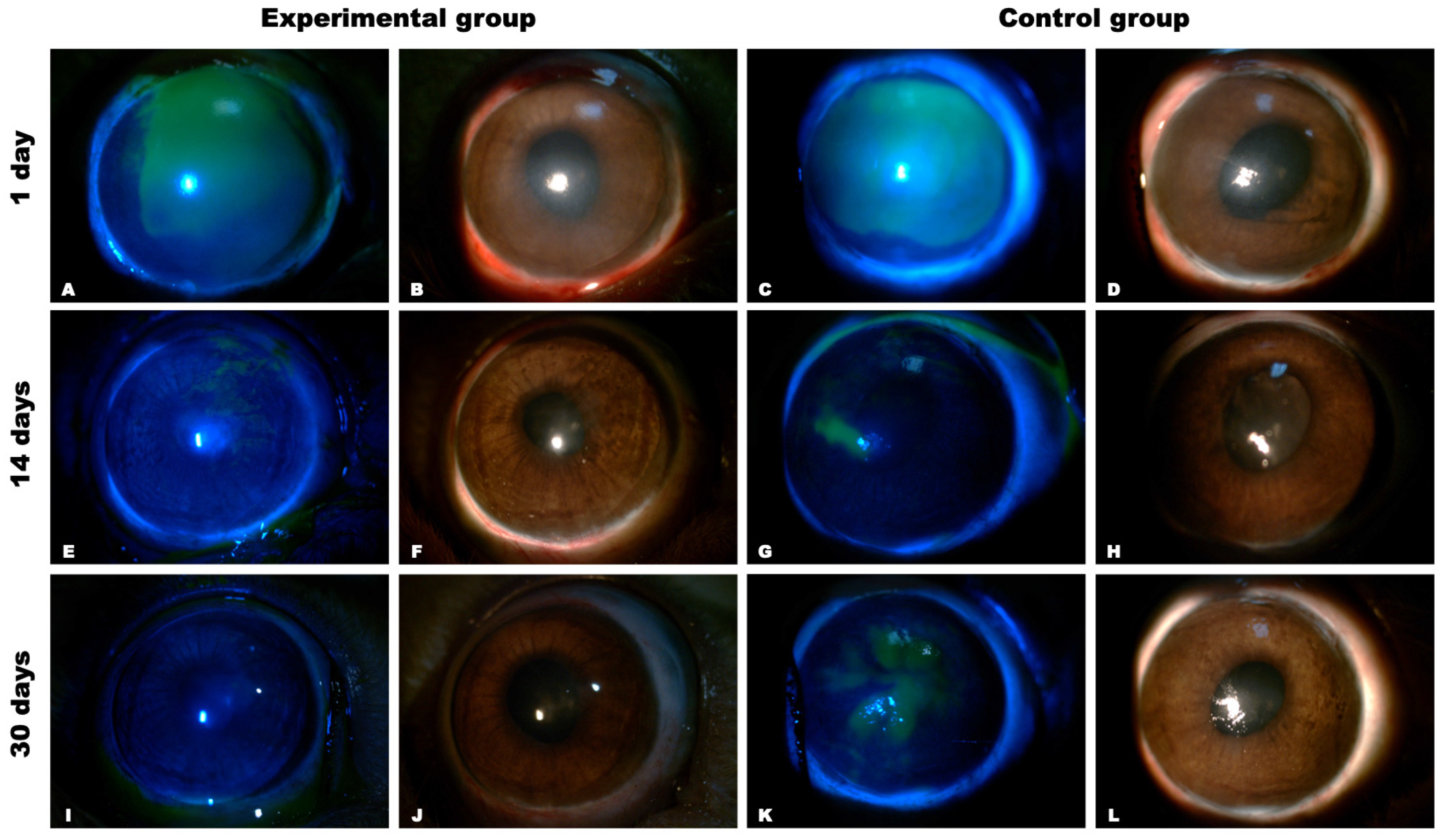 Biomedicines 12 00101 g010
