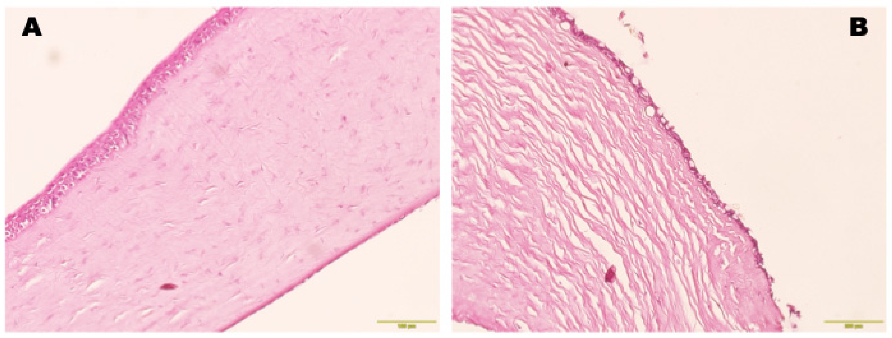 Biomedicines 12 00101 g013