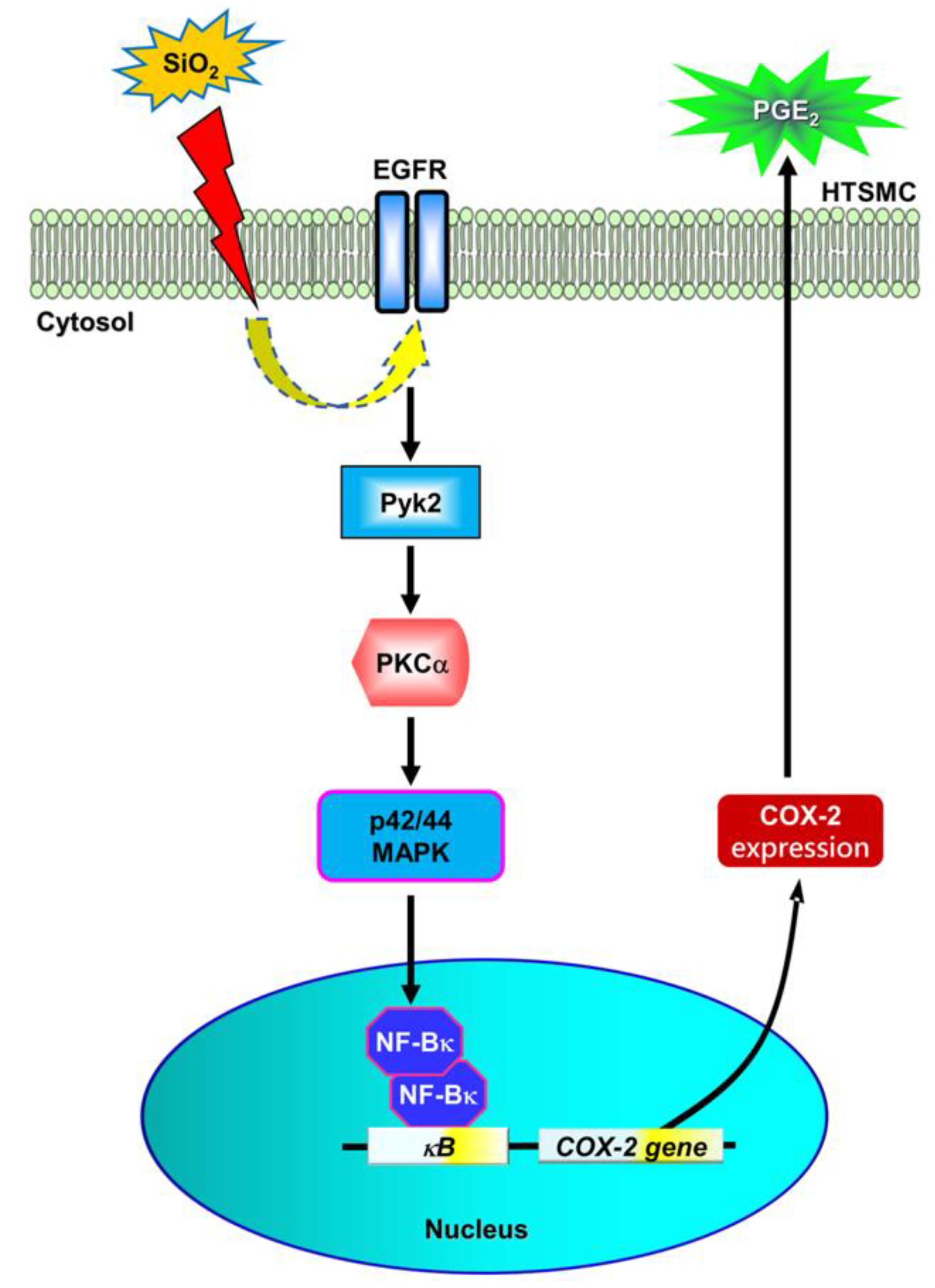 Biomedicines 12 00107 g008