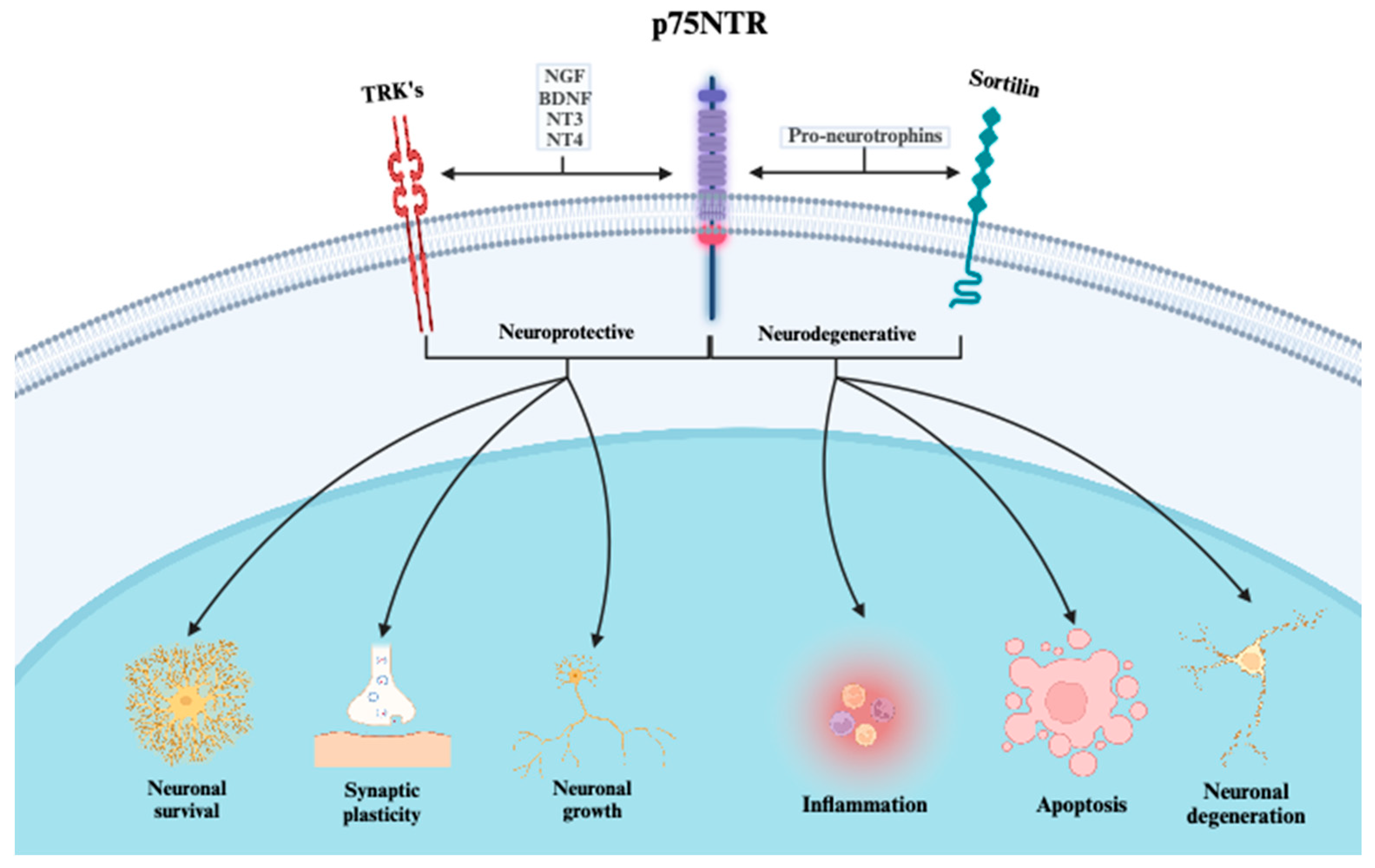 Biomedicines 12 00112 g006