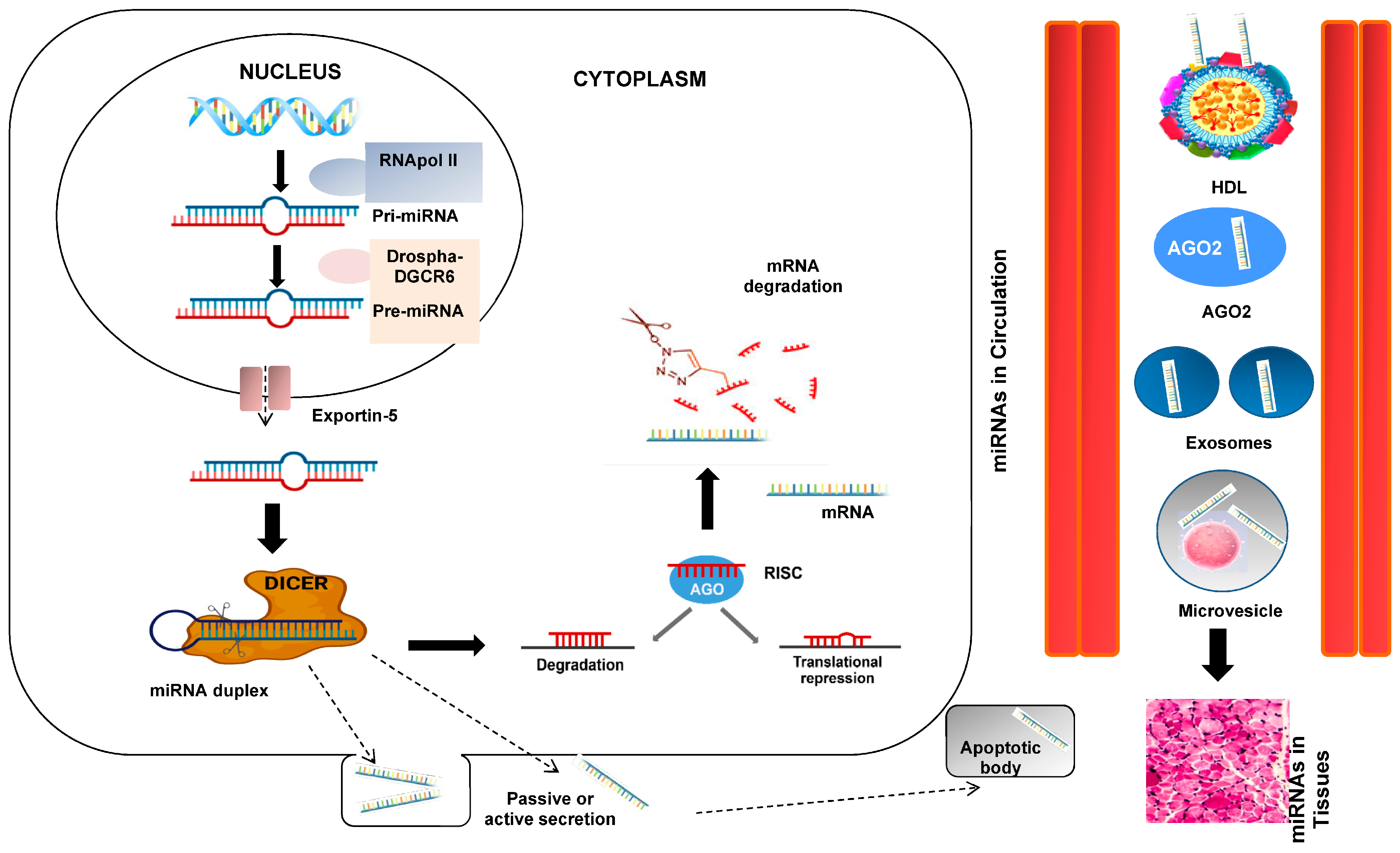 Biomedicines 12 00116 g002 Biomedicines 12 00116 g002