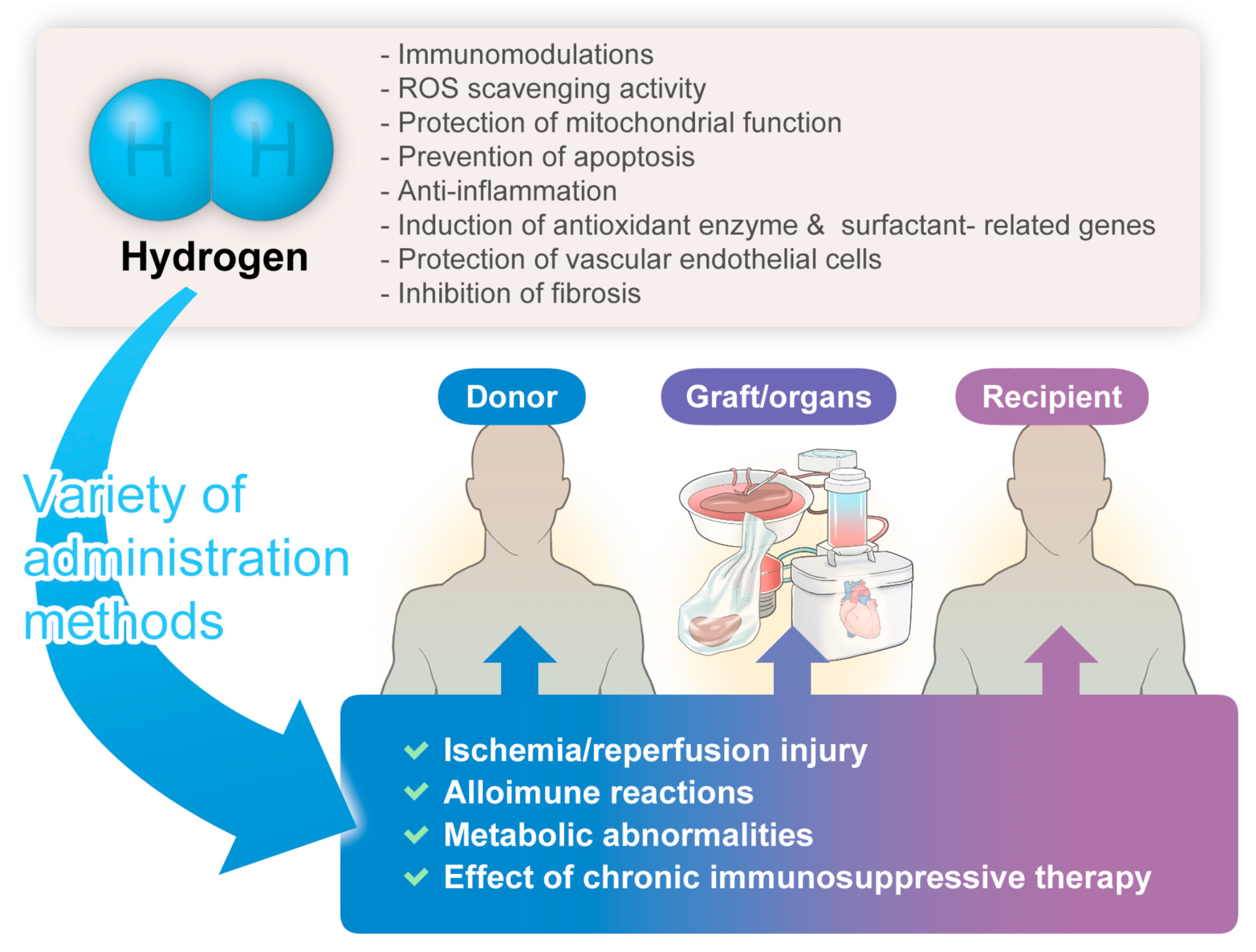 Biomedicines 12 00118 g001