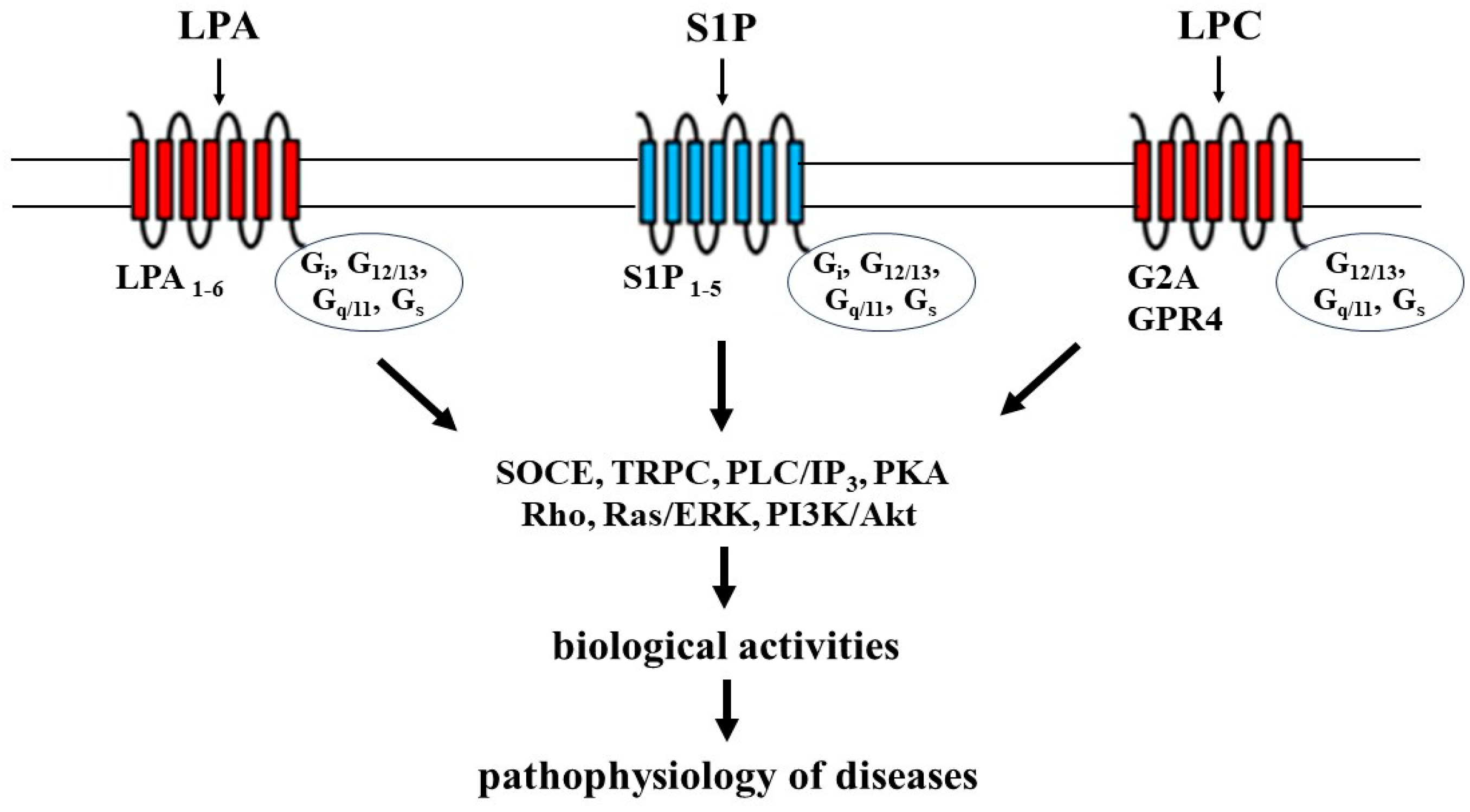 Biomedicines 12 00124 g002 Biomedicines 12 00124 g002