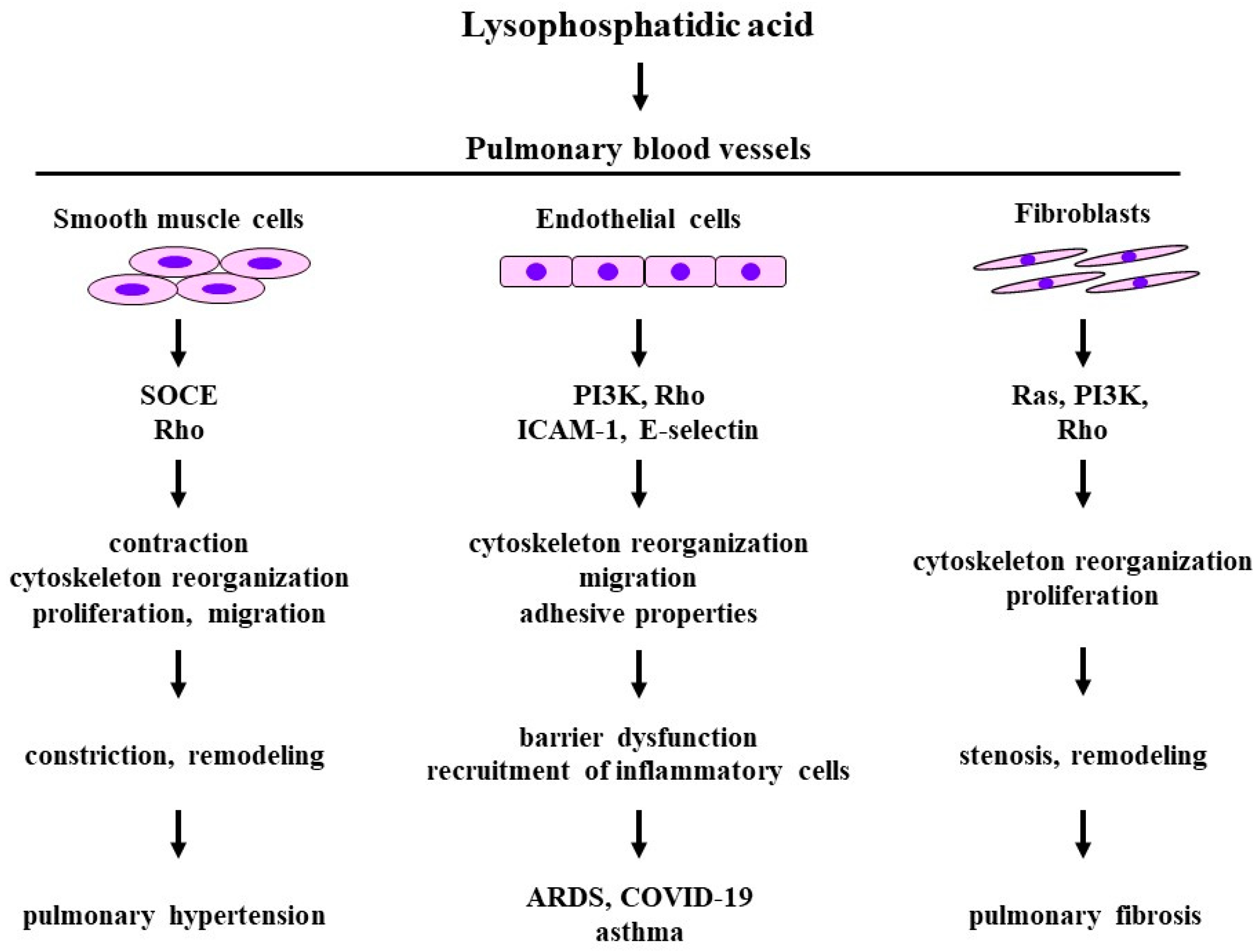 Biomedicines 12 00124 g003 Biomedicines 12 00124 g003