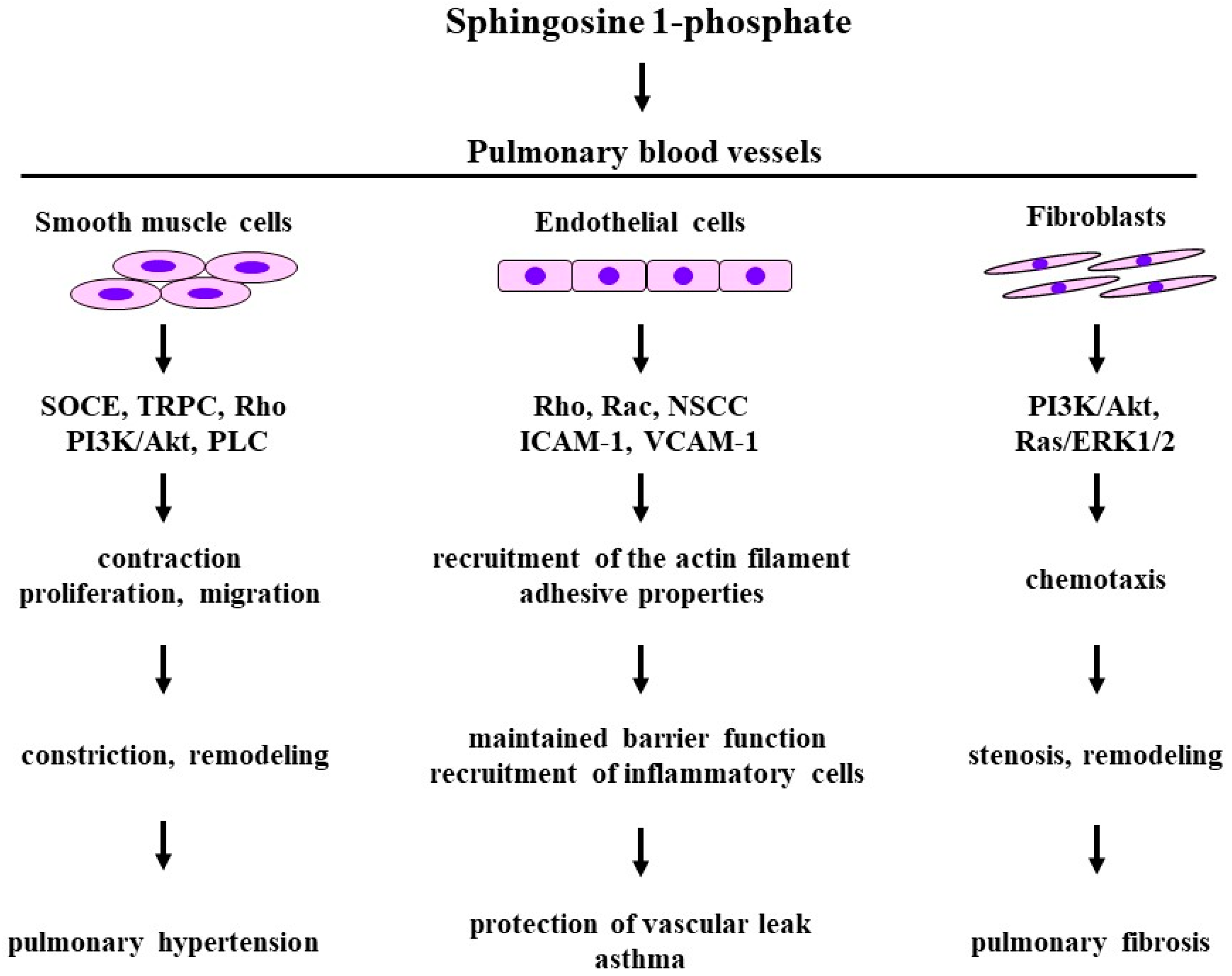Biomedicines 12 00124 g005 Biomedicines 12 00124 g005