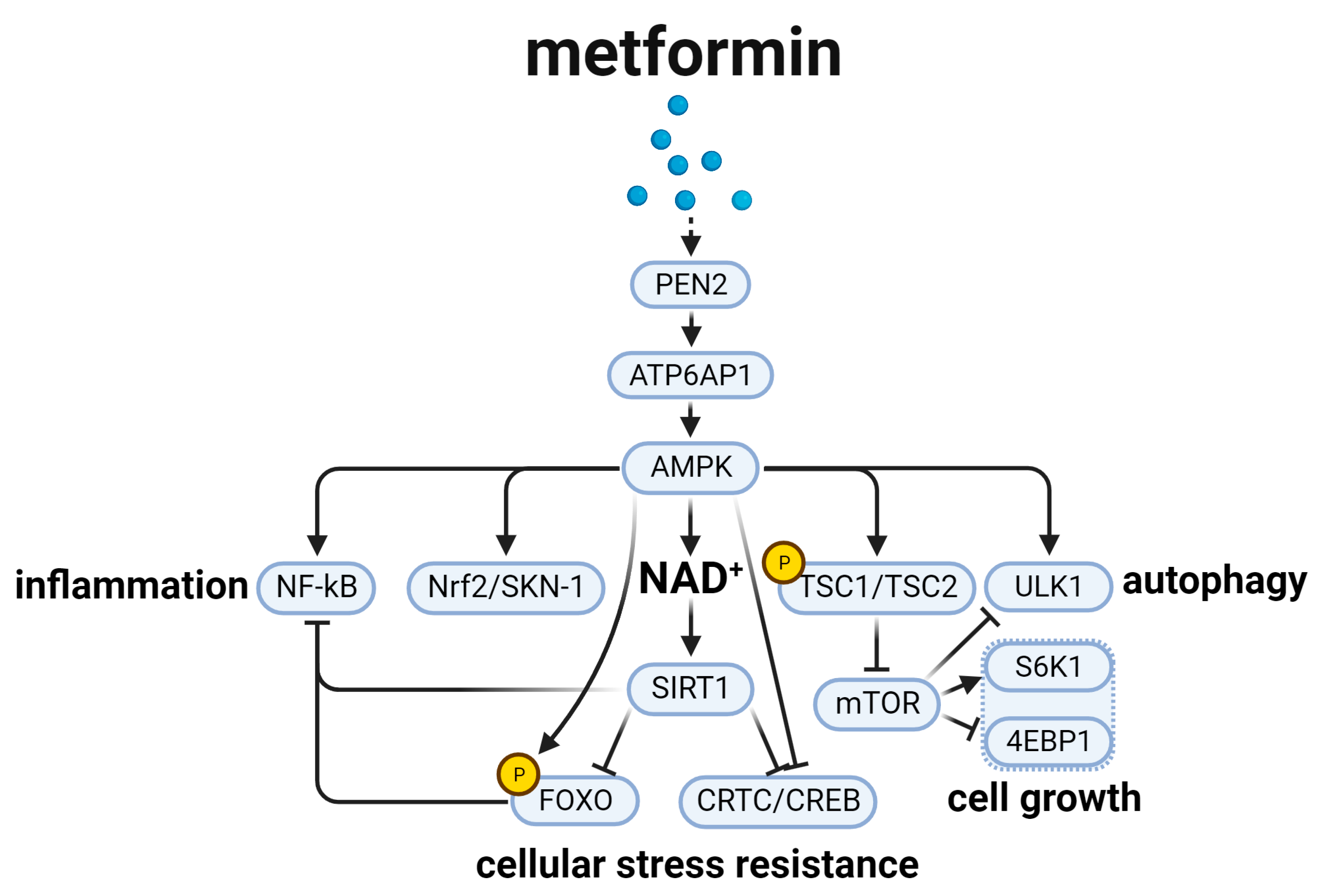 Biomedicines 12 00127 g003
