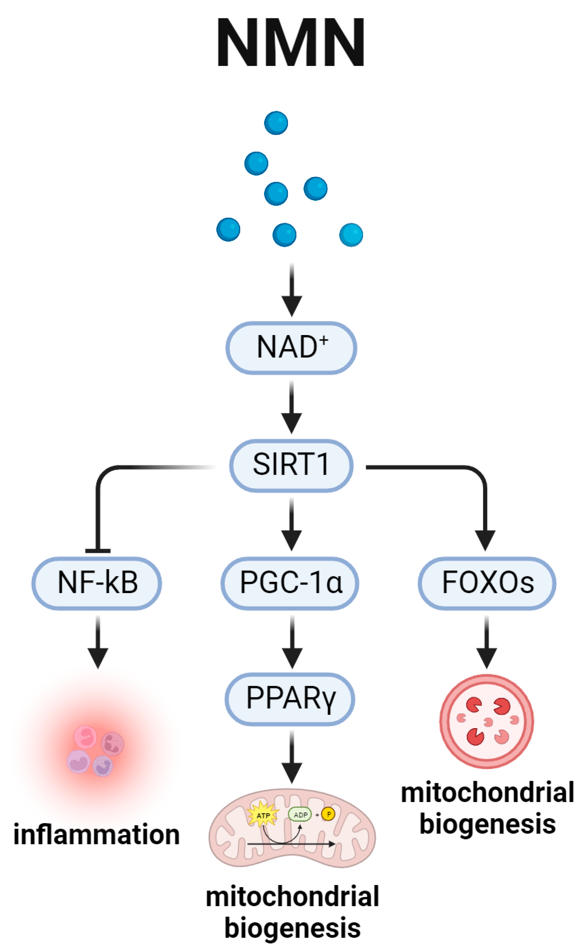 Biomedicines 12 00127 g005