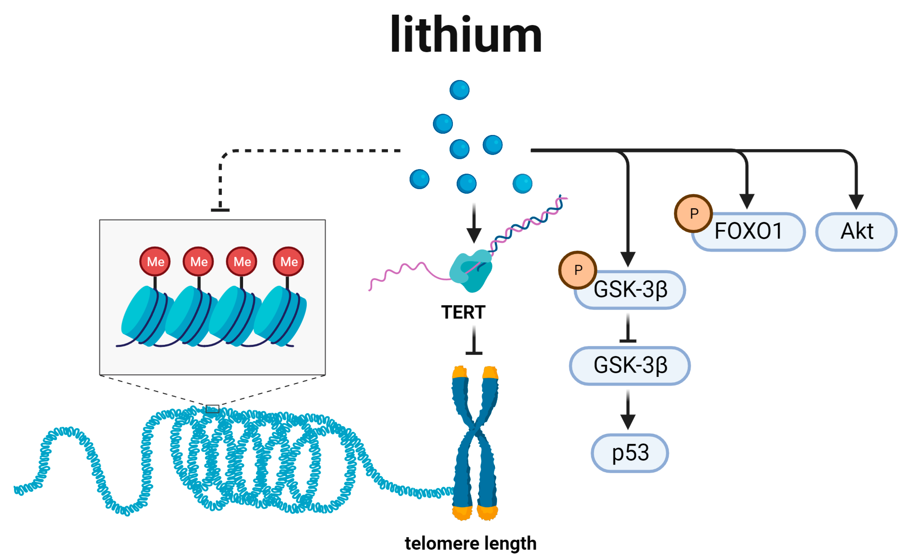 Biomedicines 12 00127 g006