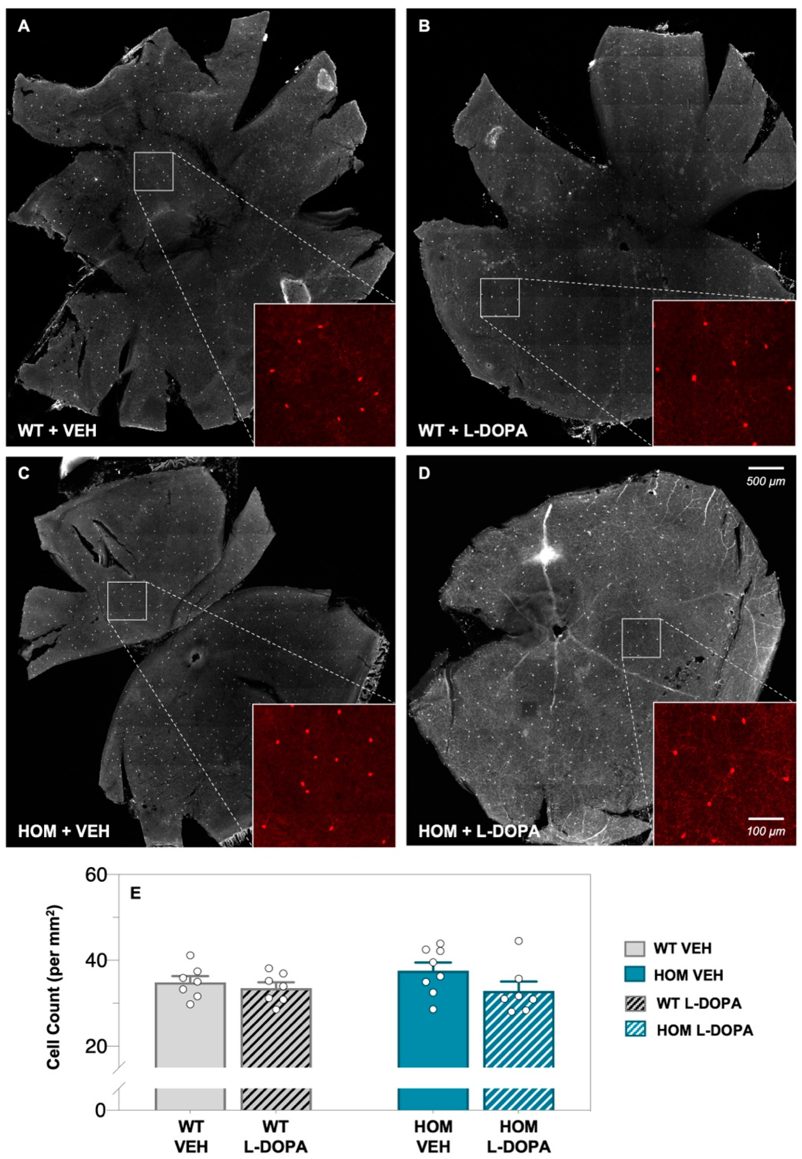 Biomedicines 12 00130 g001