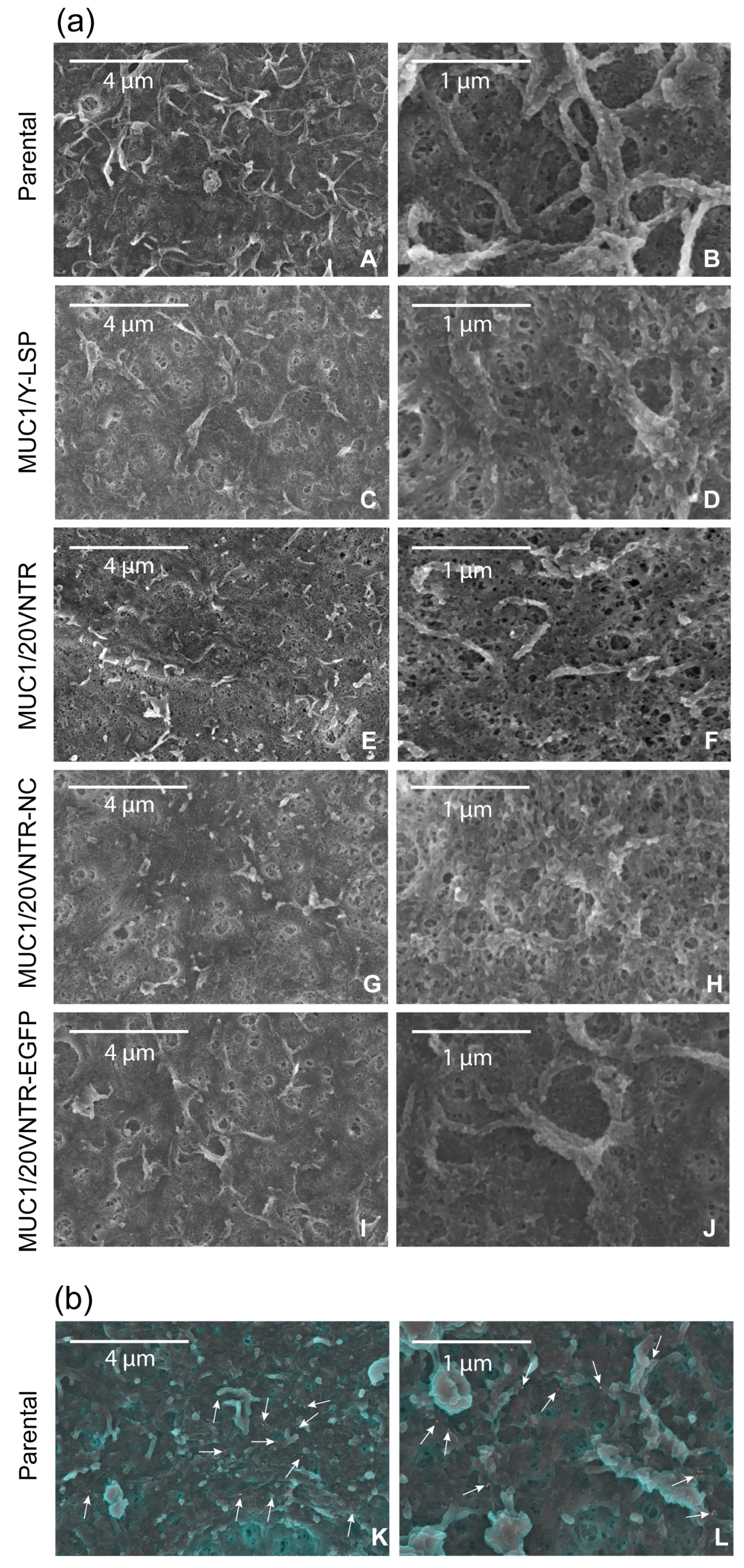 Biomedicines 12 00139 g005