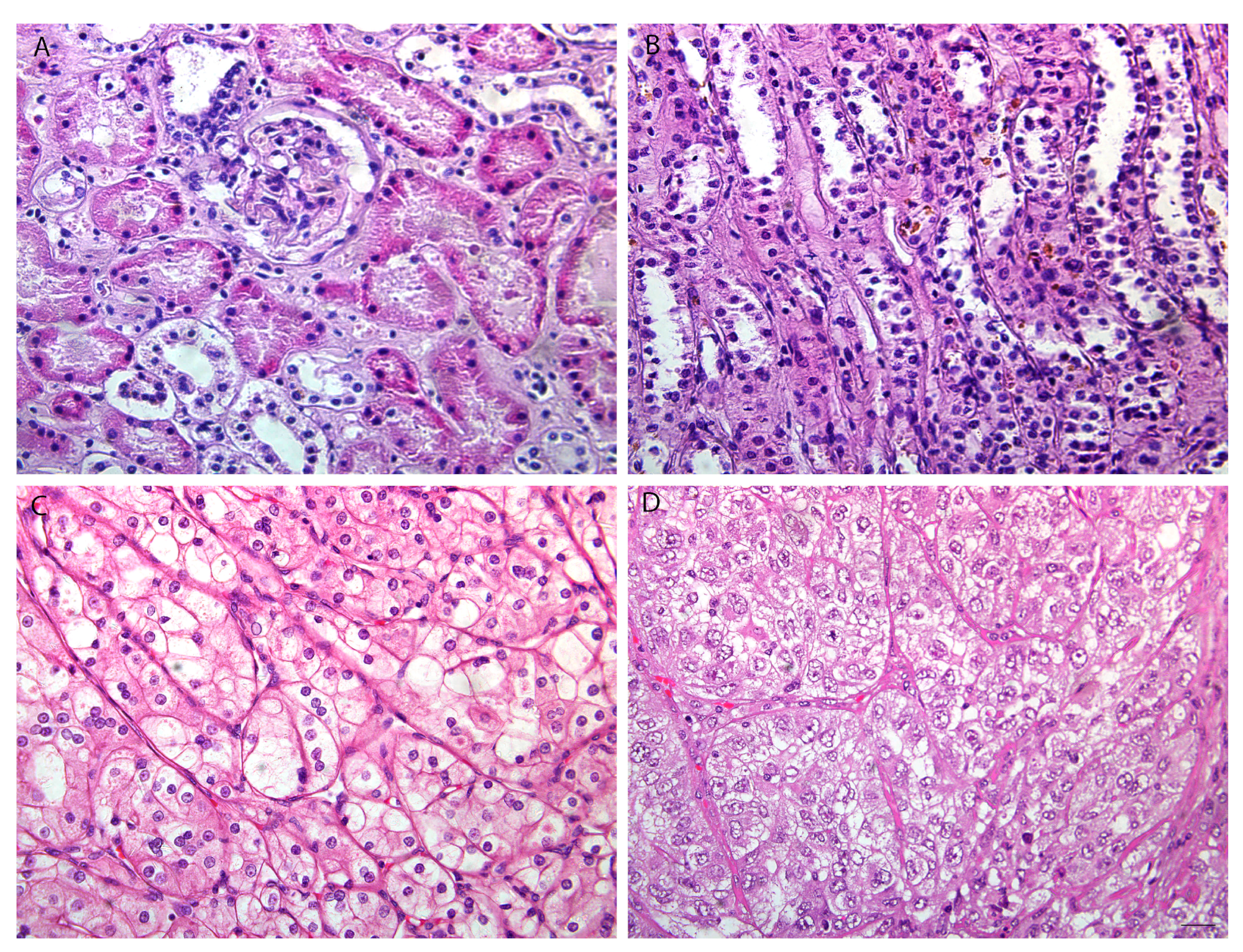 Biomedicines 12 00149 g001