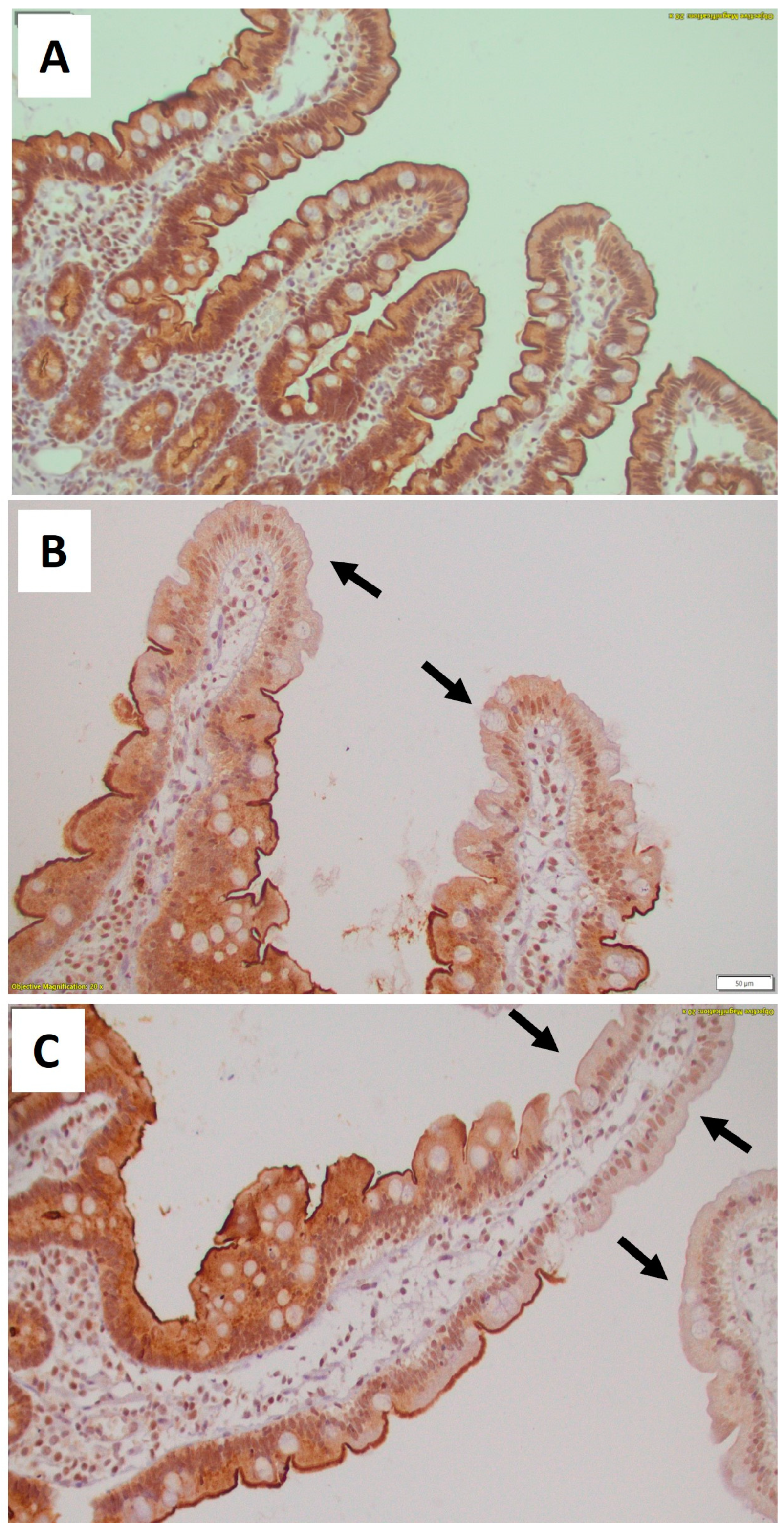 Biomedicines 12 00160 g001