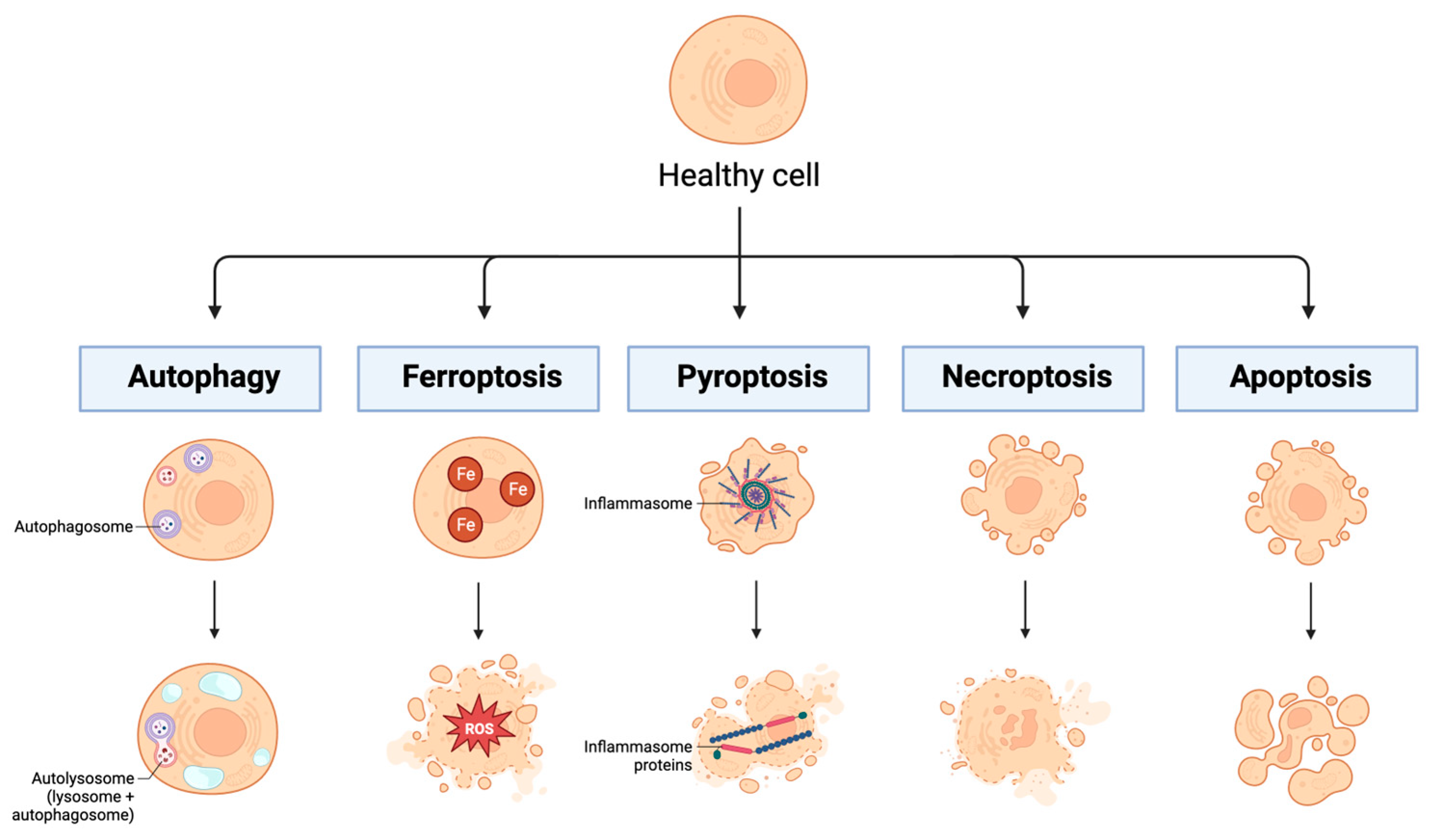 Biomedicines 12 00175 g006 Biomedicines 12 00175 g006