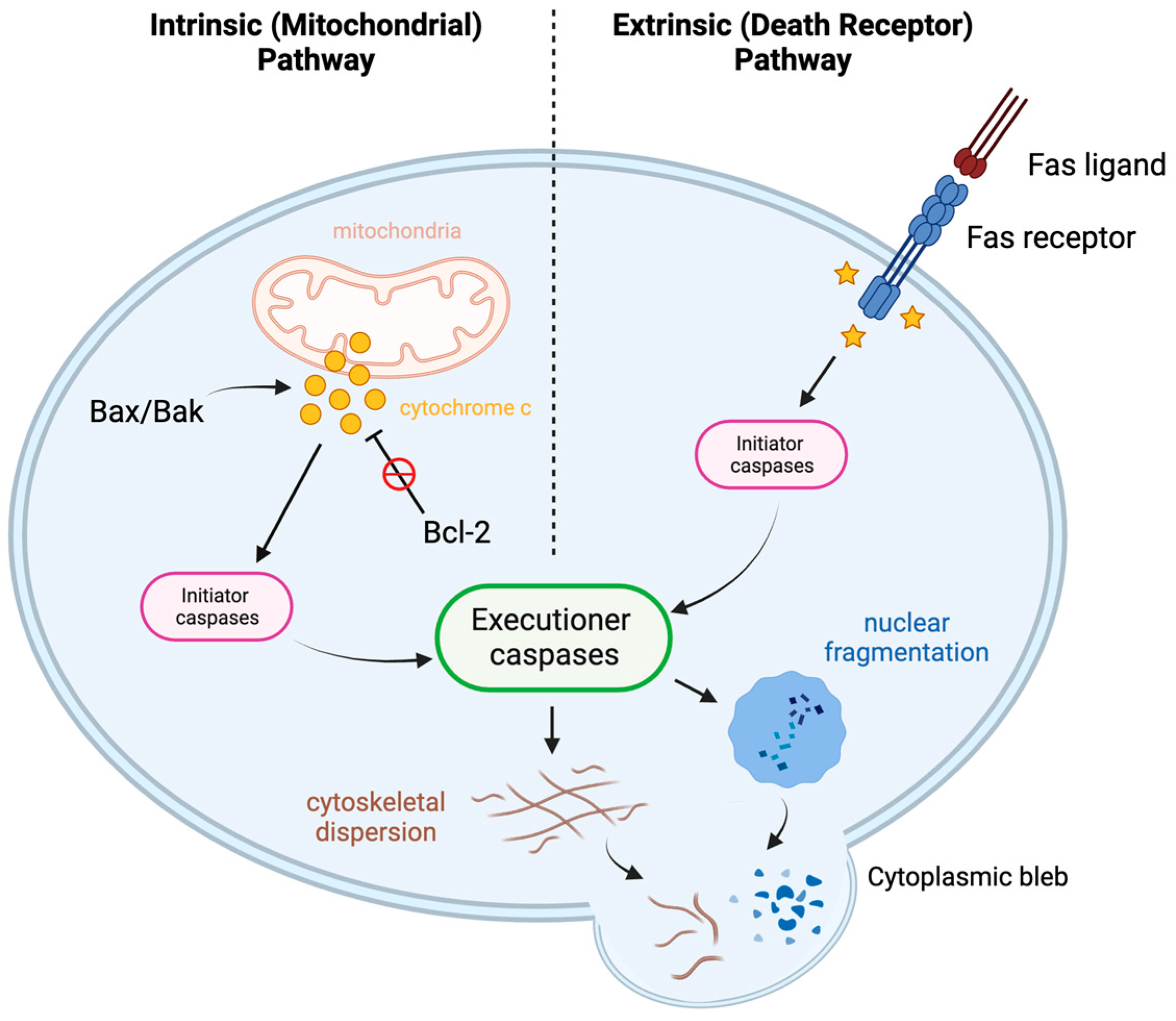 Biomedicines 12 00175 g007 Biomedicines 12 00175 g007